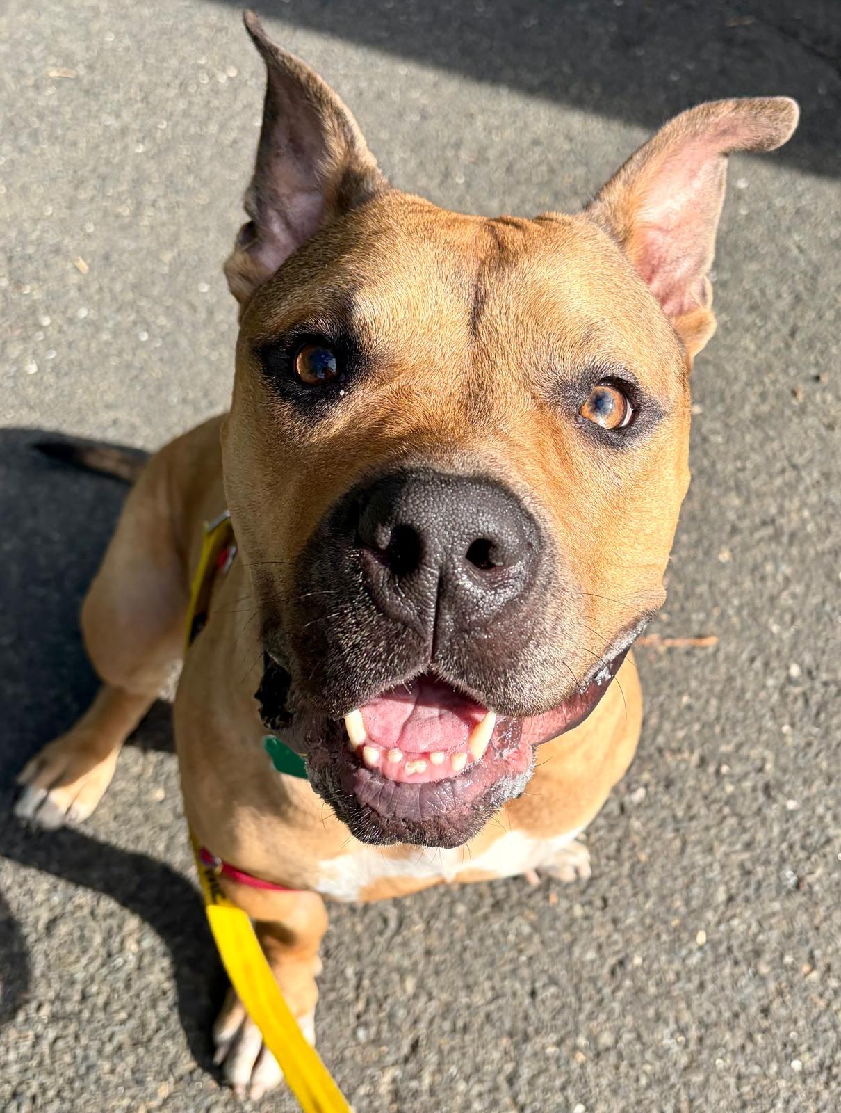Matilda, ADOPTABLE, Young Female Bullmastiff & Pit Bull Terrier.