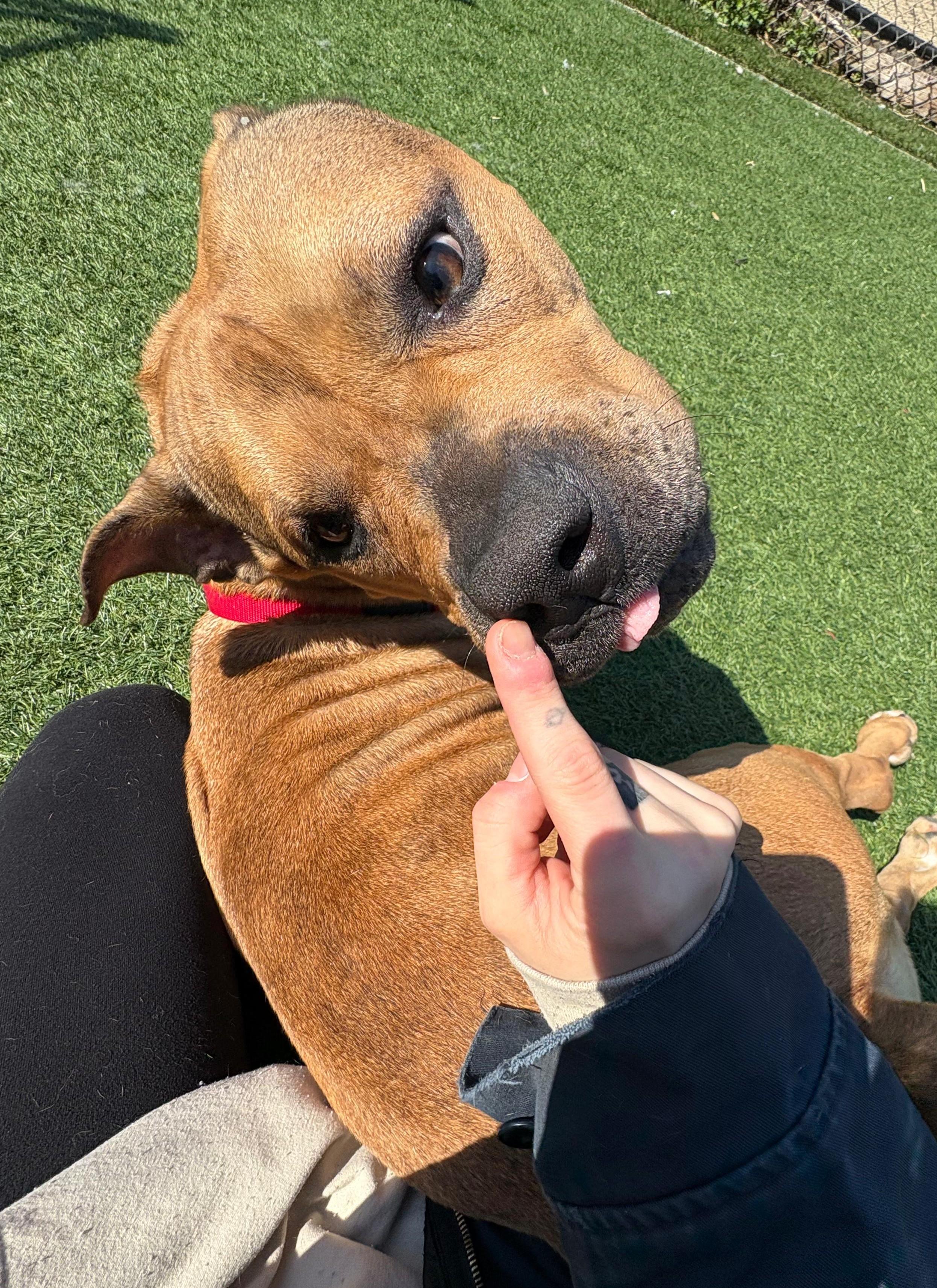 Enlarge Matilda, a ADOPTABLE mixed breed in Norwalk, CT image 6/6