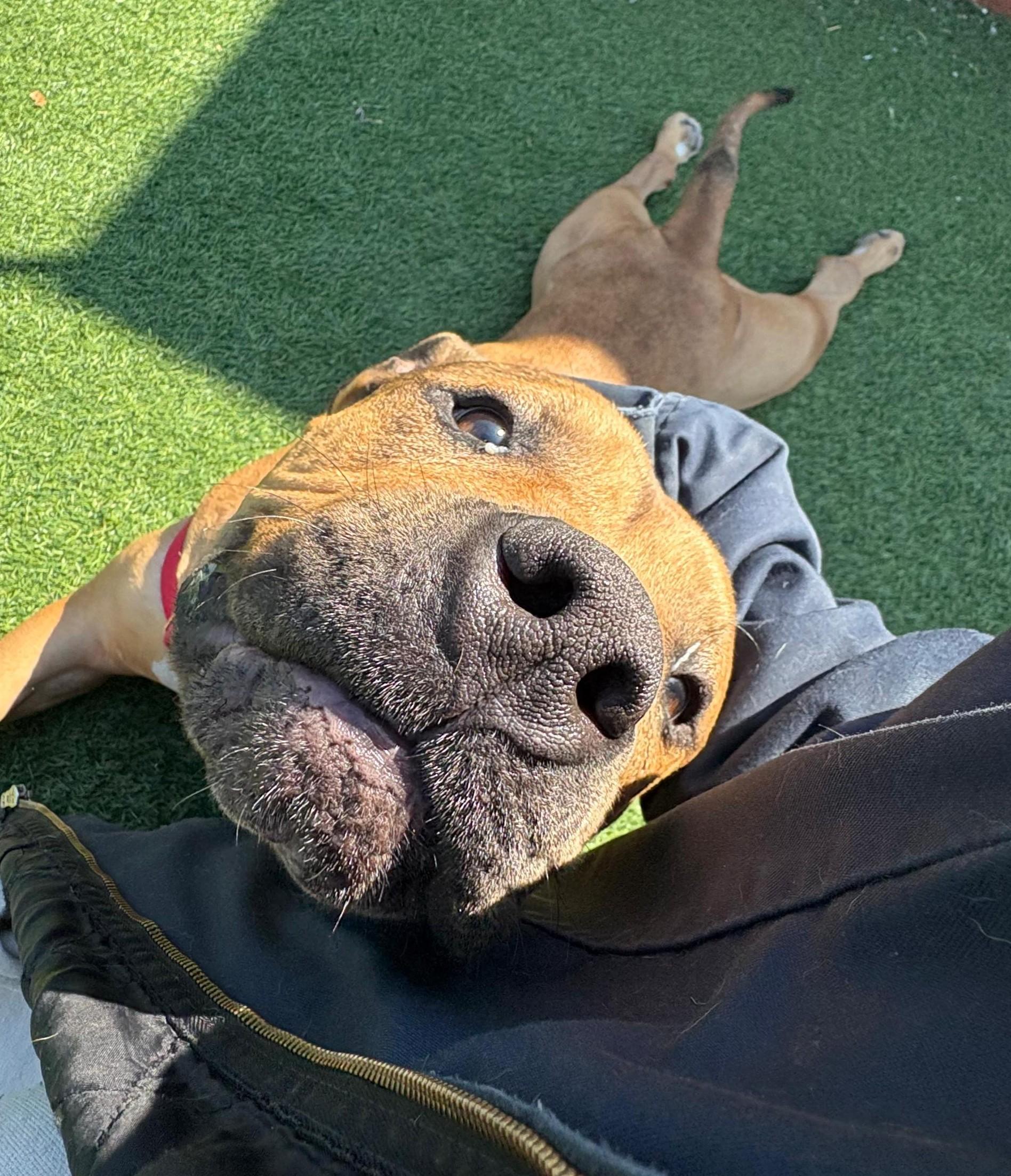 Enlarge Matilda, a ADOPTABLE mixed breed in Norwalk, CT image 4/6