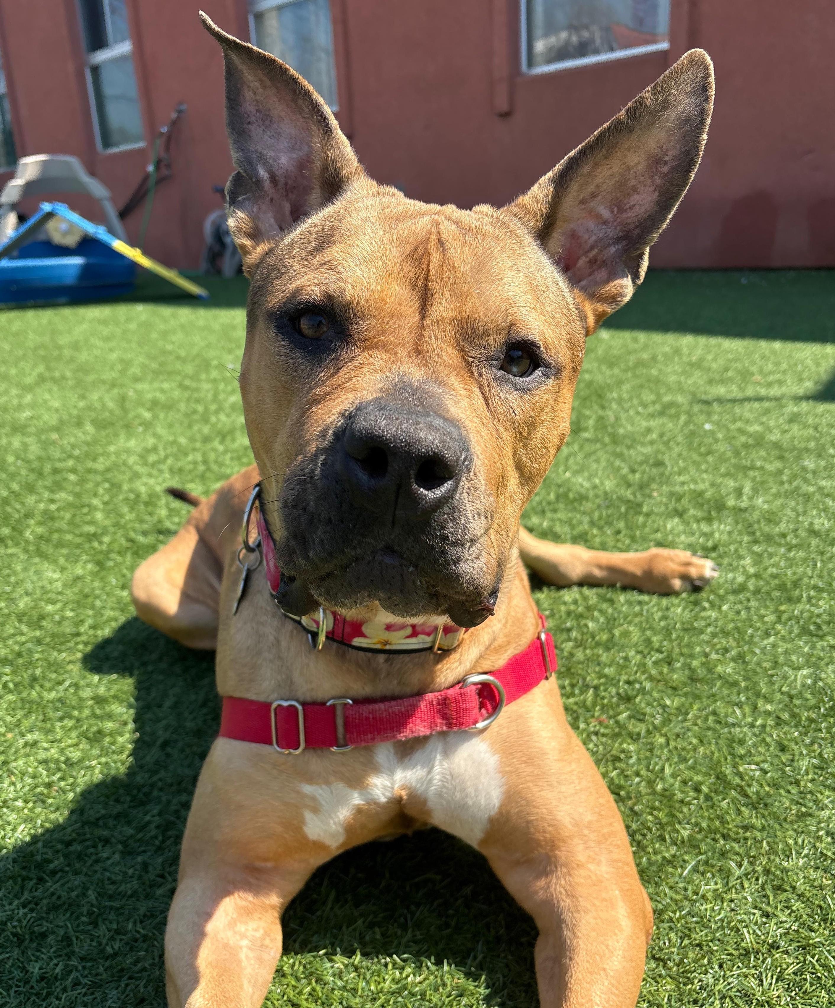 Enlarge Matilda, a ADOPTABLE mixed breed in Norwalk, CT image 2/6