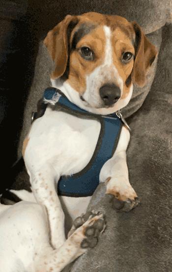 Enlarge Murphy, a ADOPTABLE mixed breed in West Decatur, PA image 1/6