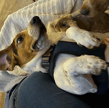 Enlarge Murphy, a ADOPTABLE mixed breed in West Decatur, PA image 3/6