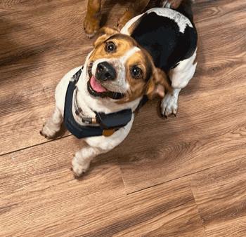 Enlarge Murphy, a ADOPTABLE mixed breed in West Decatur, PA image 6/6