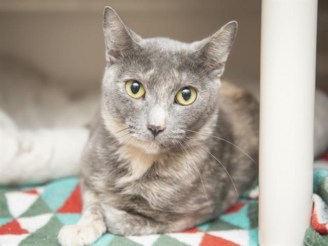 PIGEON, Adoptable, Adult Female Domestic Short Hair.