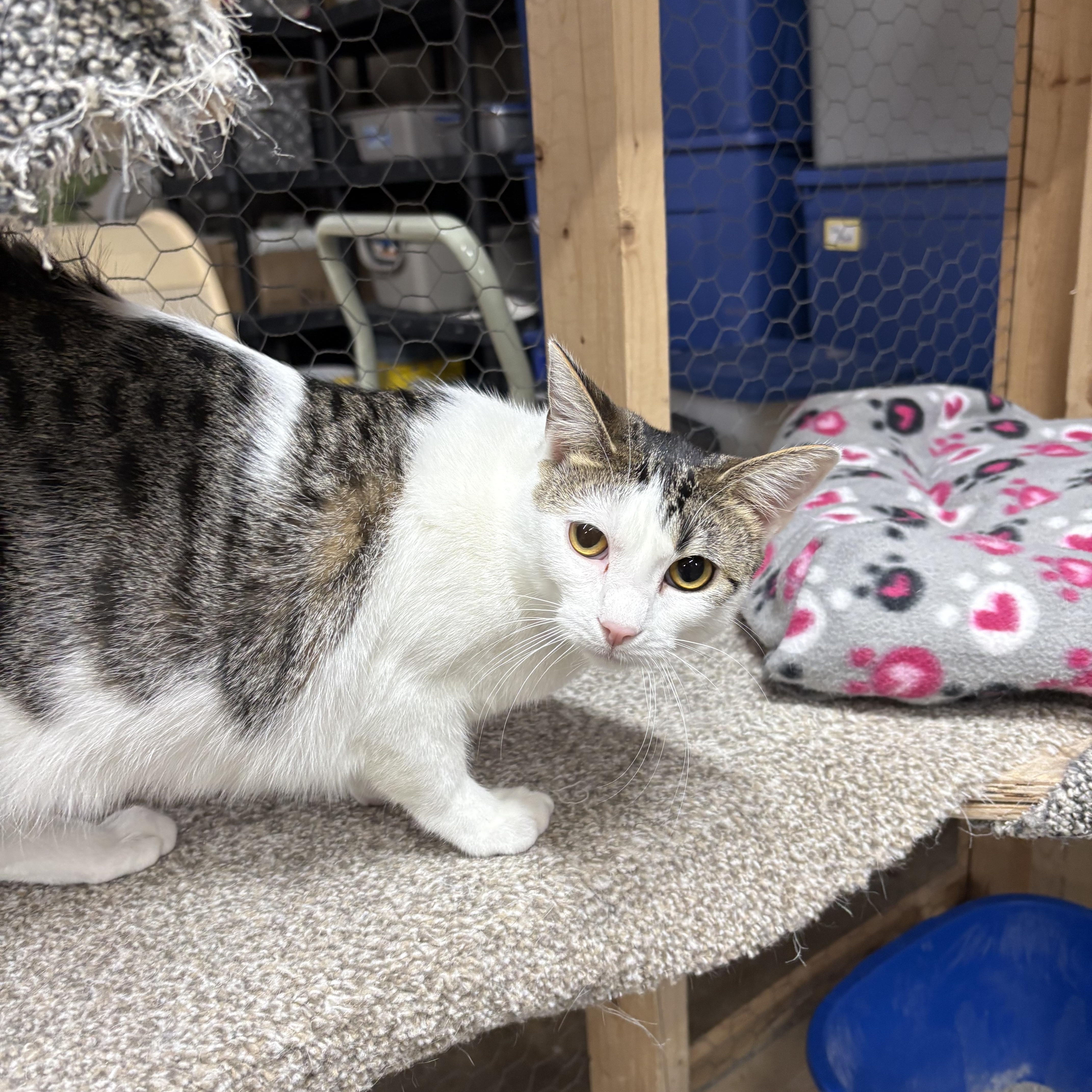 Enlarge Mariah, a Adoptable Domestic Short Hair in Faribault, MN image 2/2