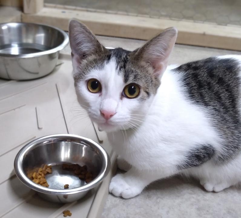 Mariah, Adoptable, Kitten Female Domestic Short Hair.