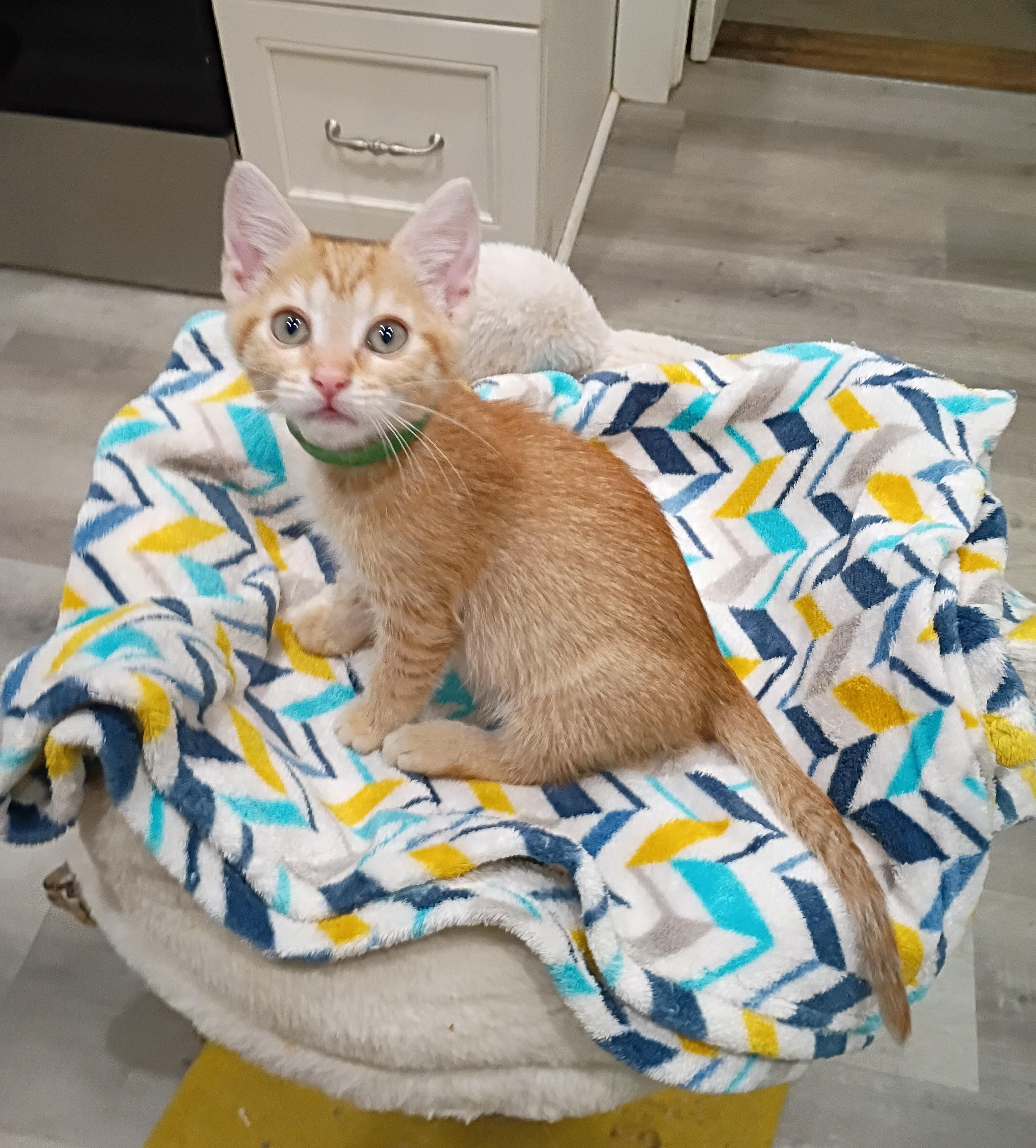 Crush - super snuggly, Adoptable, Kitten Female Domestic Short Hair.