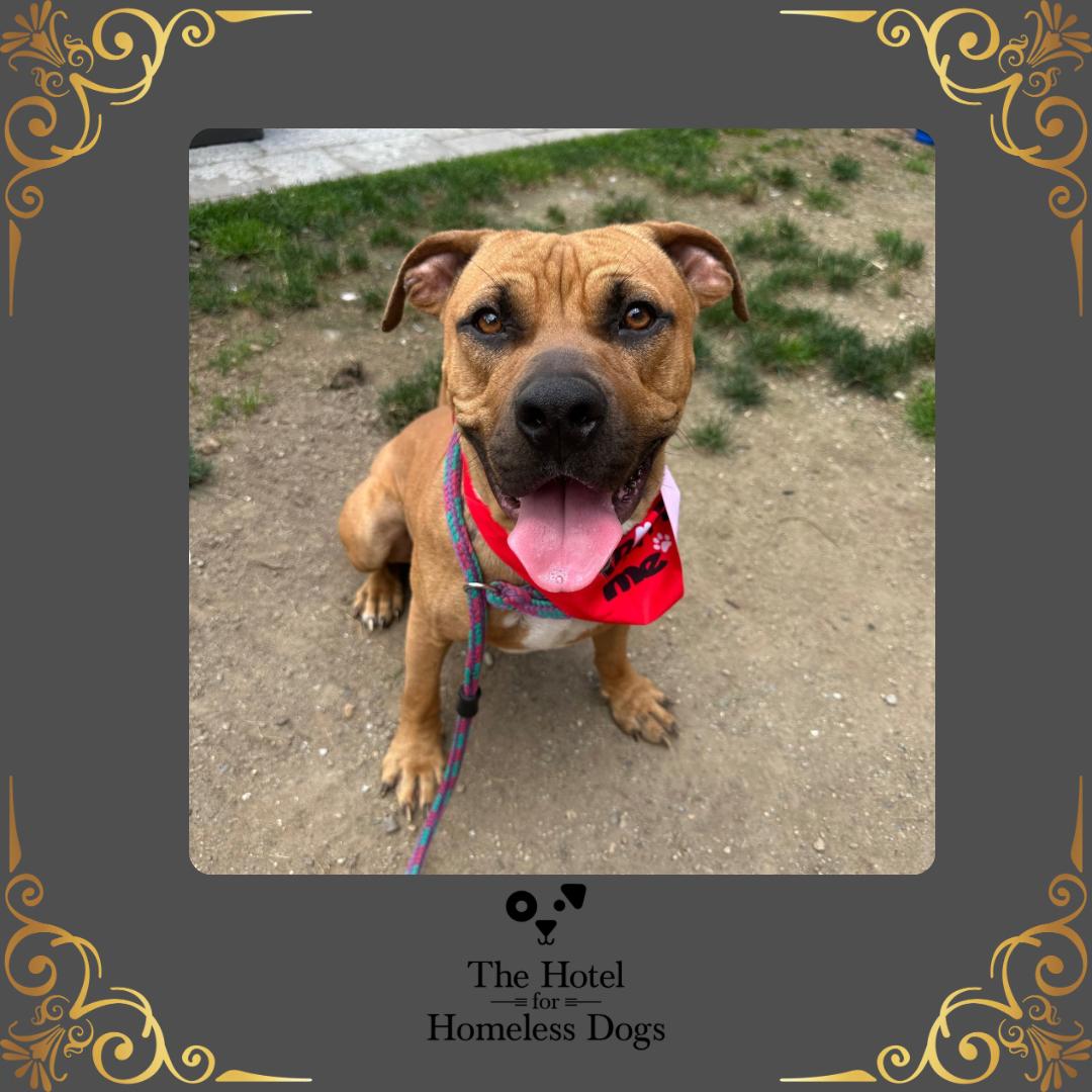 Winston, Adoptable, Adult Male American Staffordshire Terrier & Terrier.