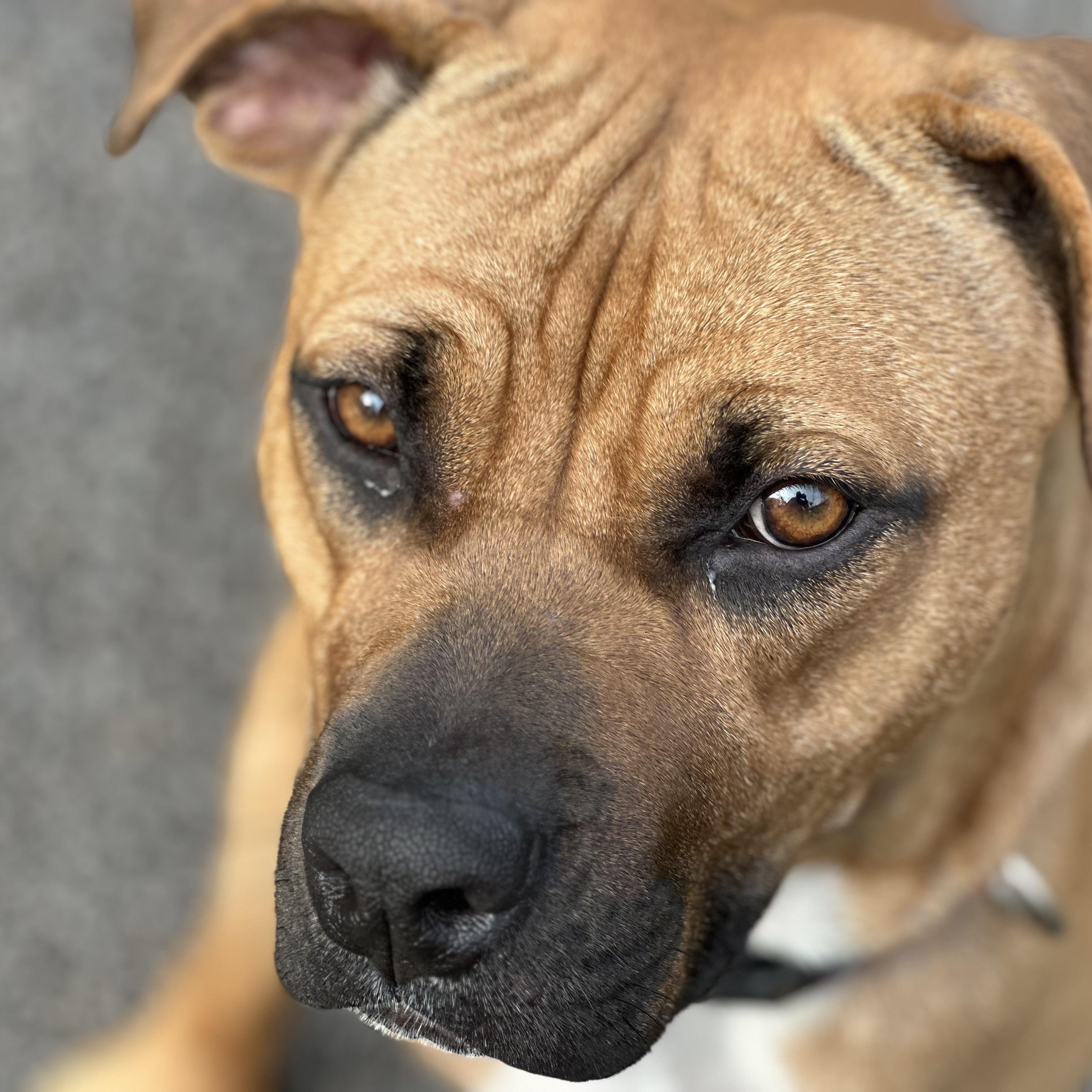 Winston, a Adoptable mixed breed in Cumberland, RI image 2/6