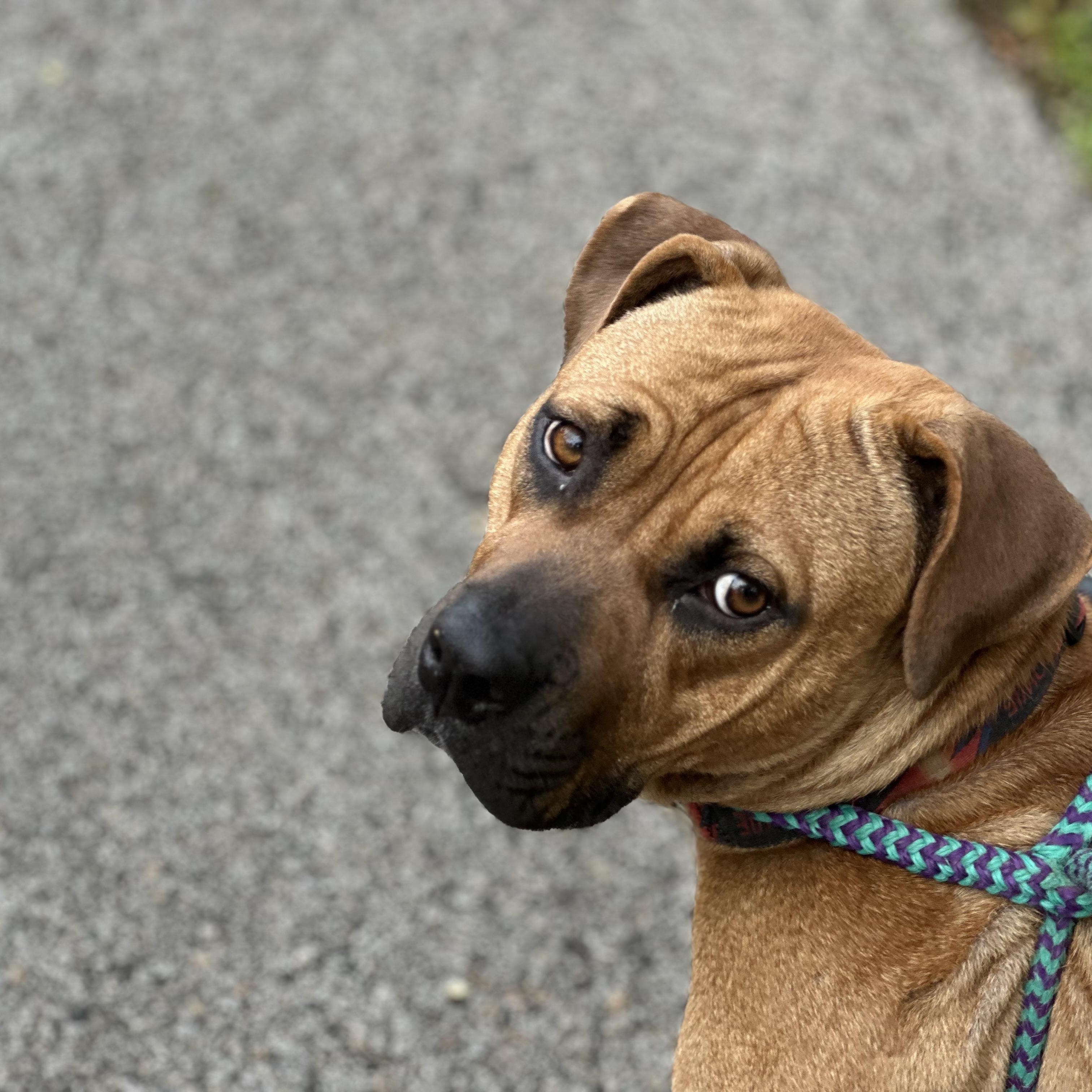 Winston, a Adoptable mixed breed in Cumberland, RI image 3/6