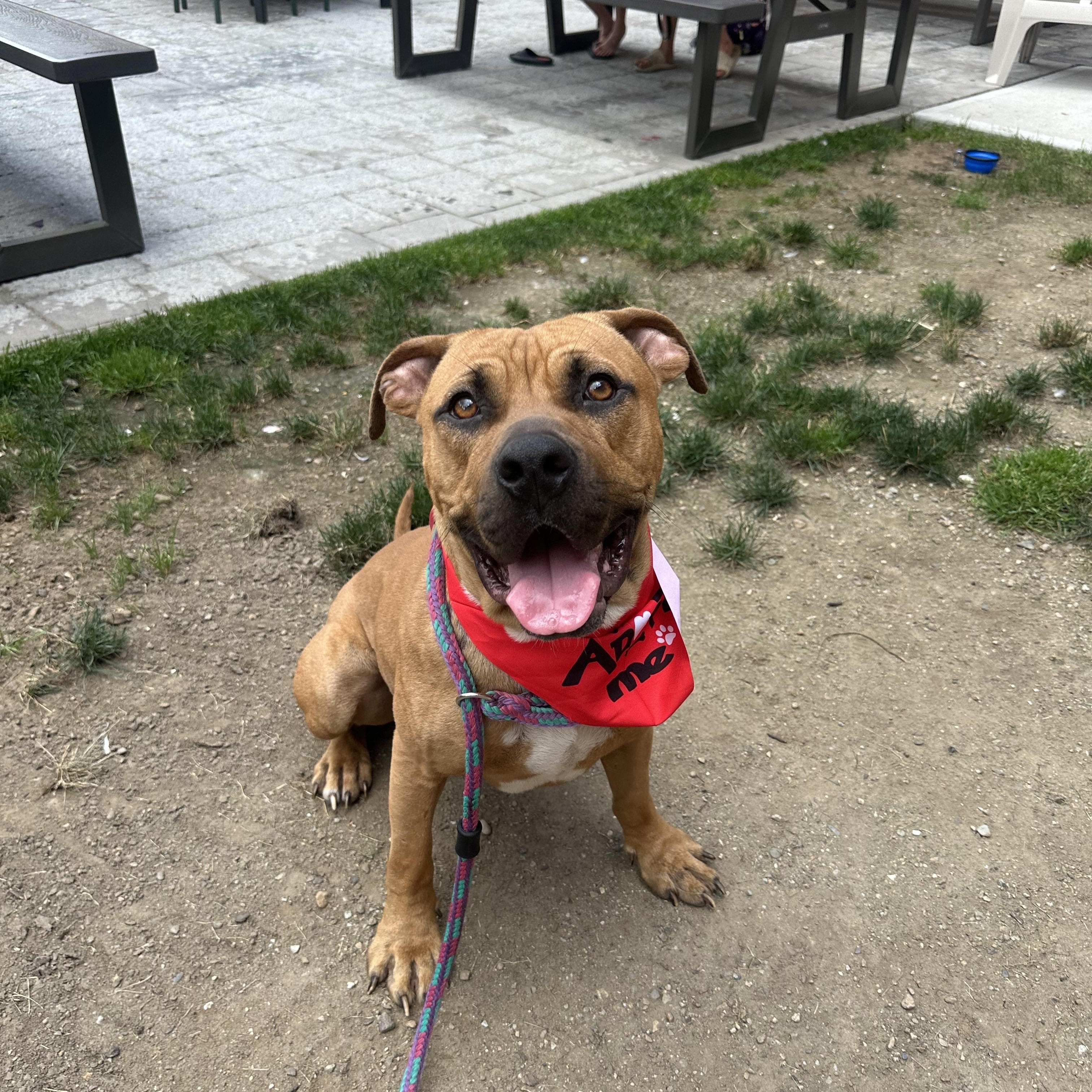 Winston, a Adoptable mixed breed in Cumberland, RI image 4/6