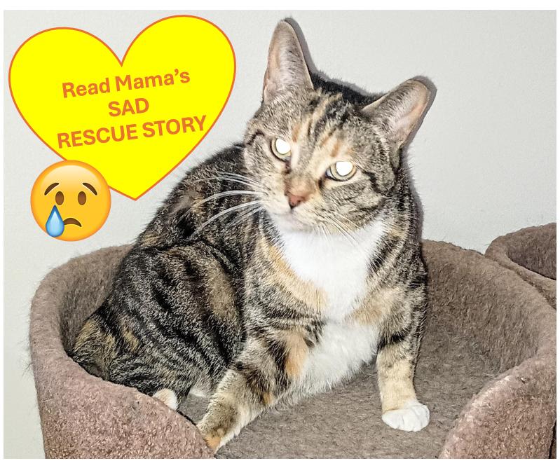 Enlarge Mama, a ADOPTABLE Domestic Short Hair in Ridgeland, MS image 1/4