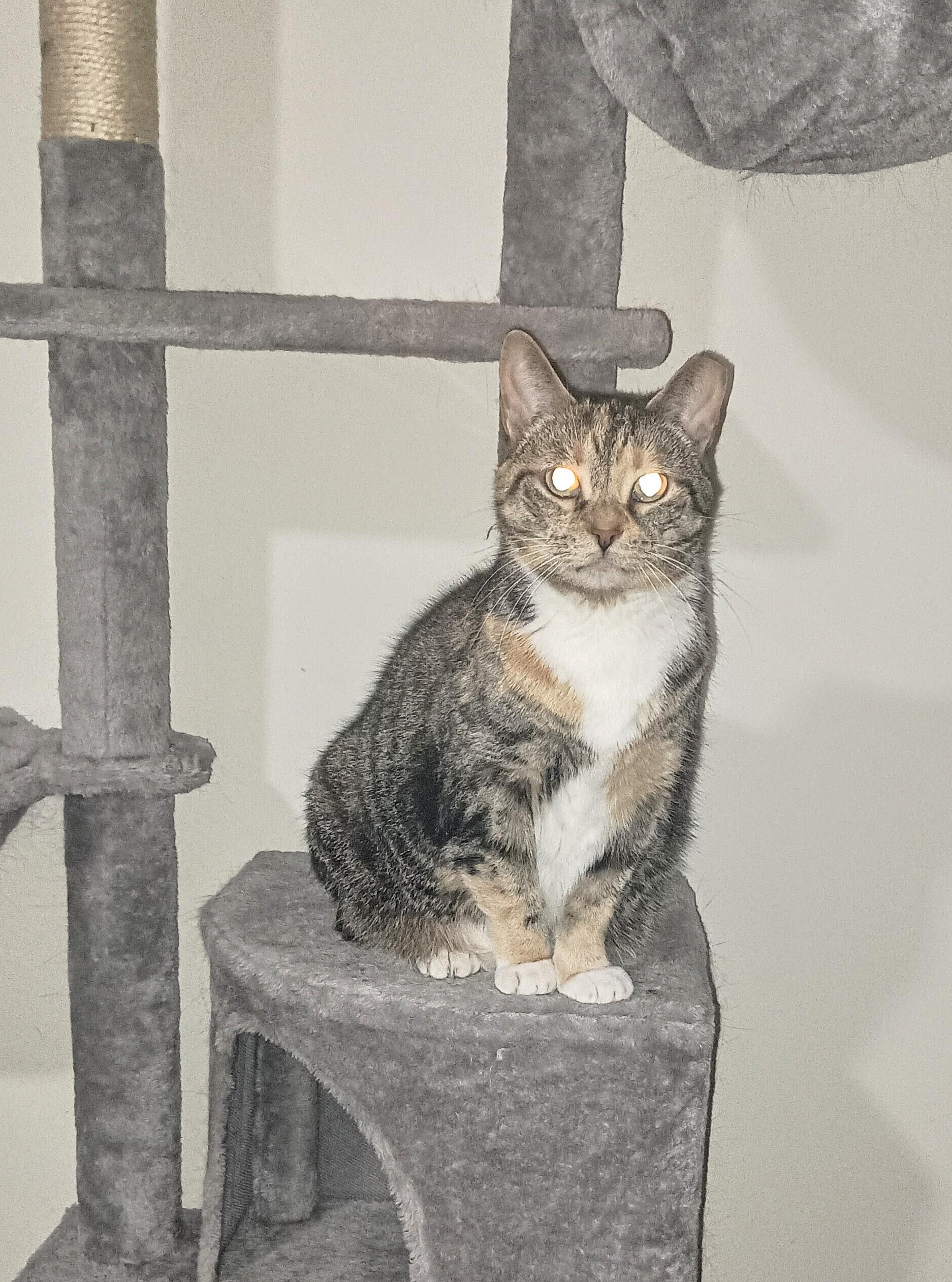 Enlarge Mama, a ADOPTABLE Domestic Short Hair in Ridgeland, MS image 2/3