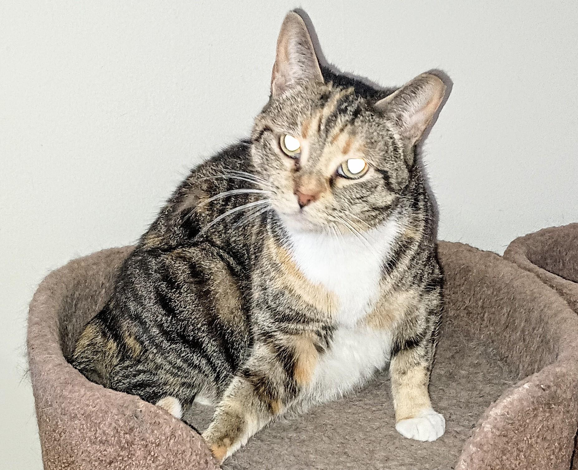 Enlarge Mama, a ADOPTABLE Domestic Short Hair in Ridgeland, MS image 1/3