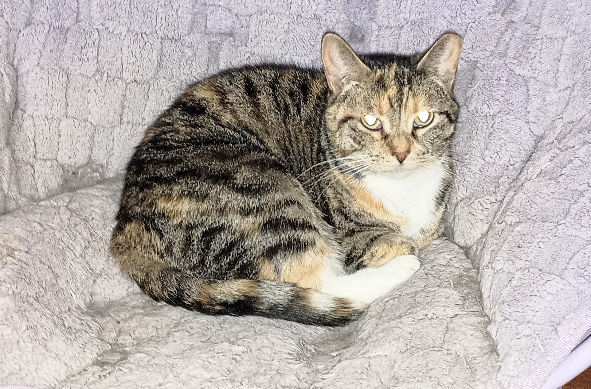 Enlarge Mama, a ADOPTABLE Domestic Short Hair in Ridgeland, MS image 3/3