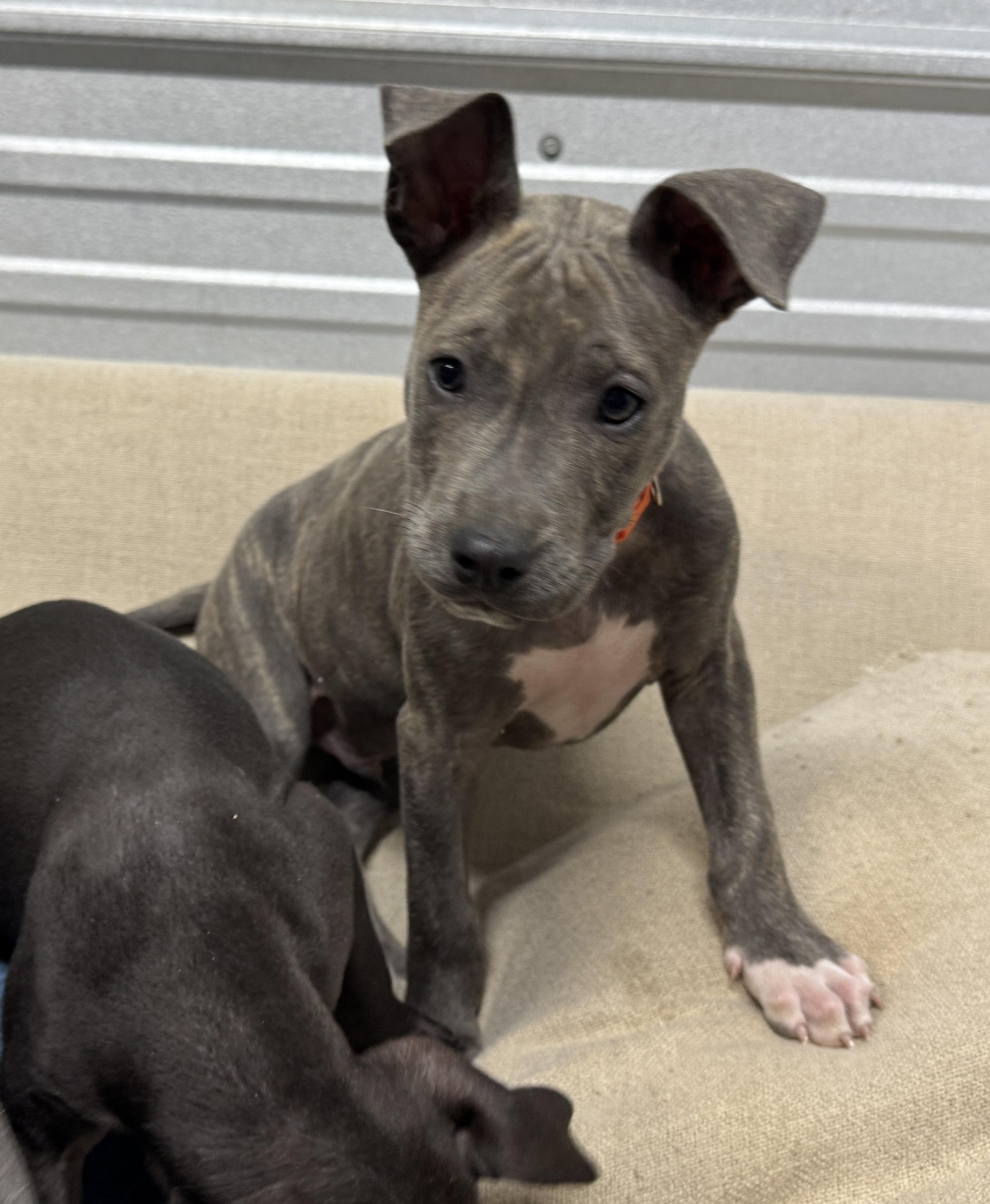 Theo Valentine thumbnail 2