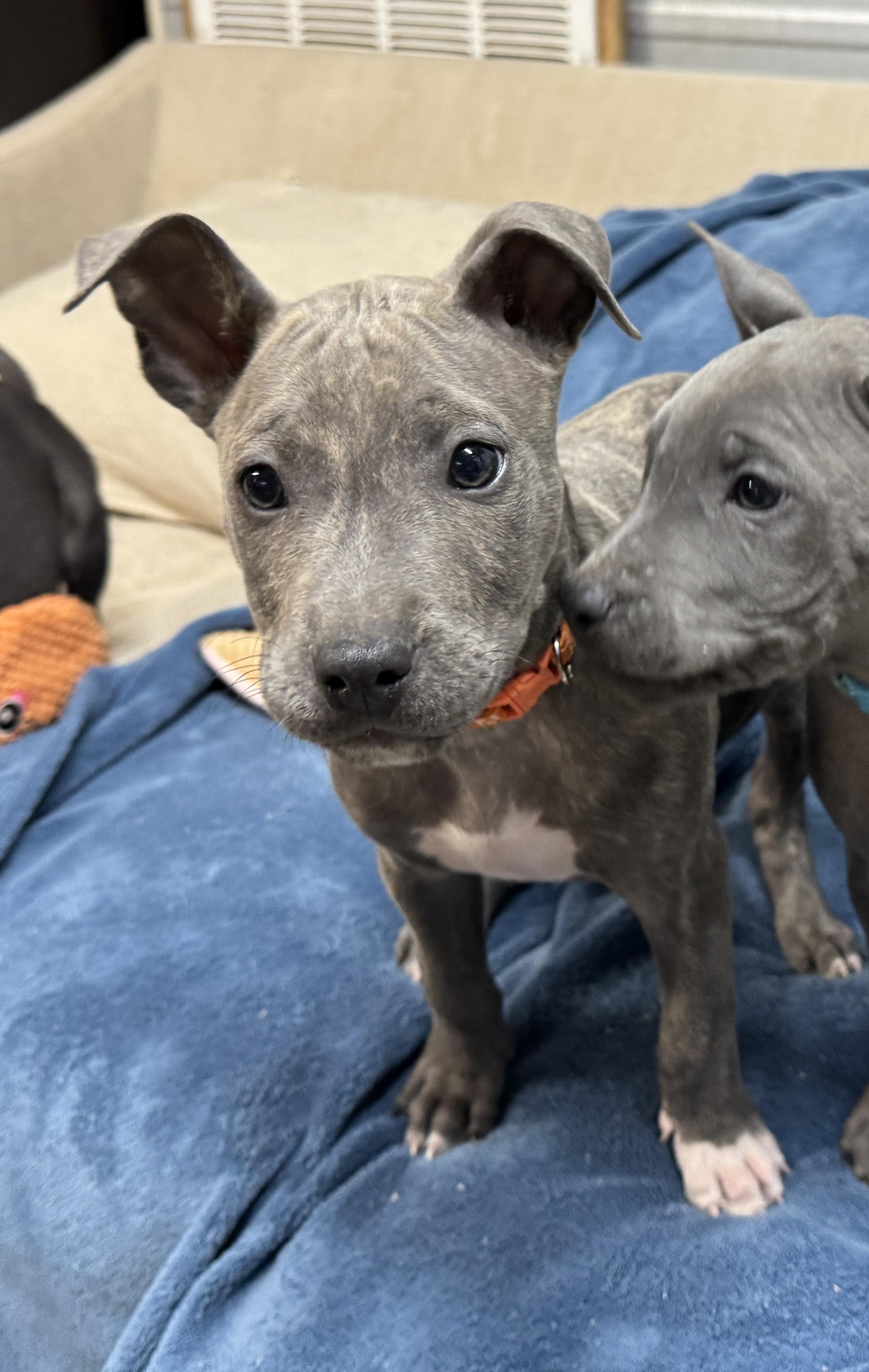 Theo Valentine thumbnail 4