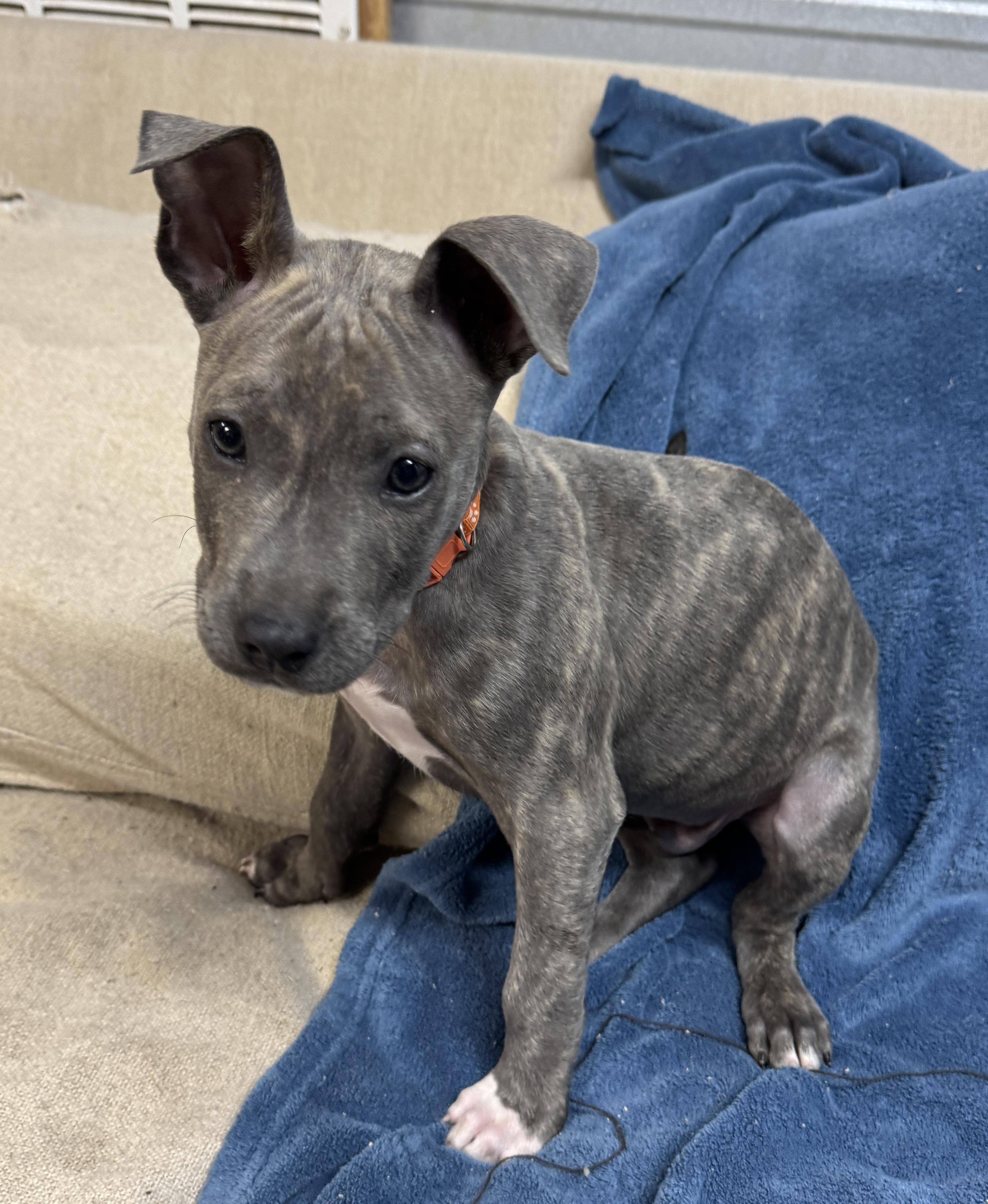 Theo Valentine thumbnail 5