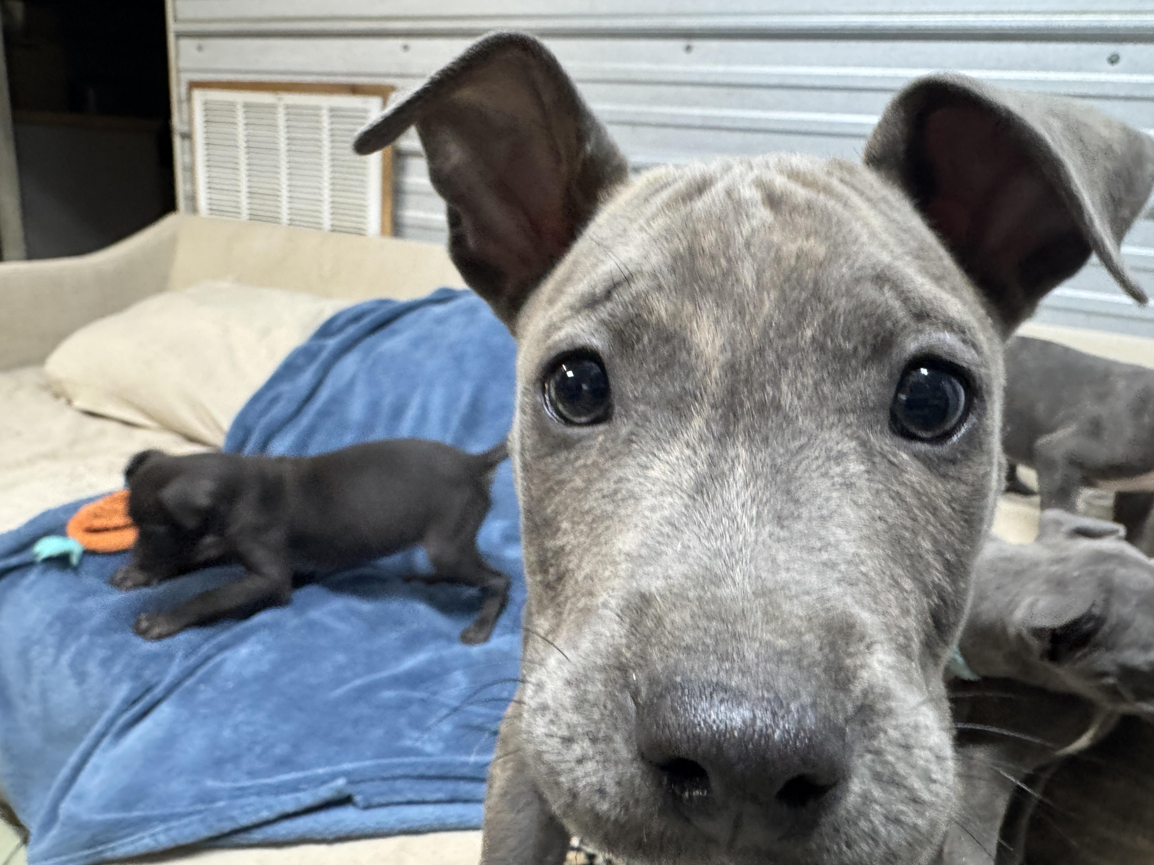 Theo Valentine thumbnail 6