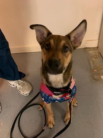 Romeo, Young Male German Shepherd Dog