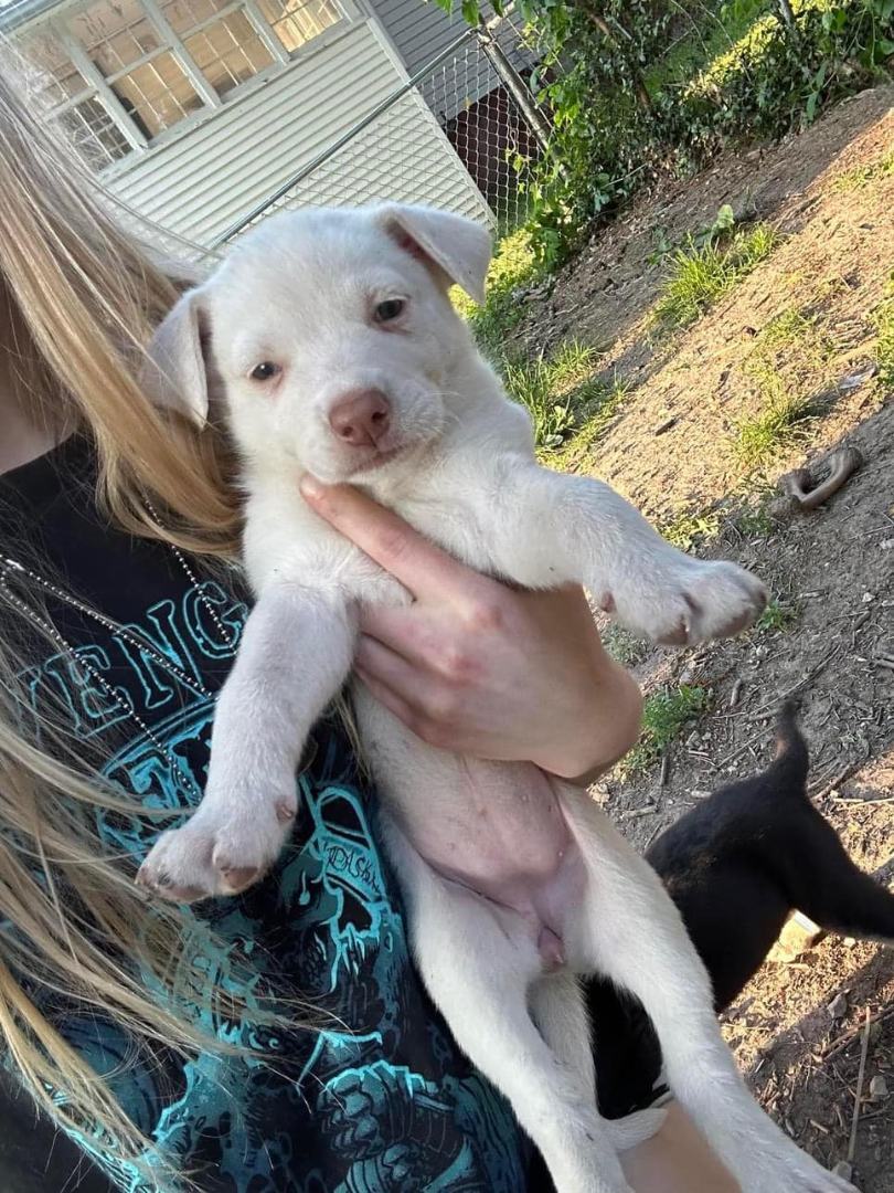 Enlarge Ivy, a Adopted mixed breed in Lexington, MO image 1/3