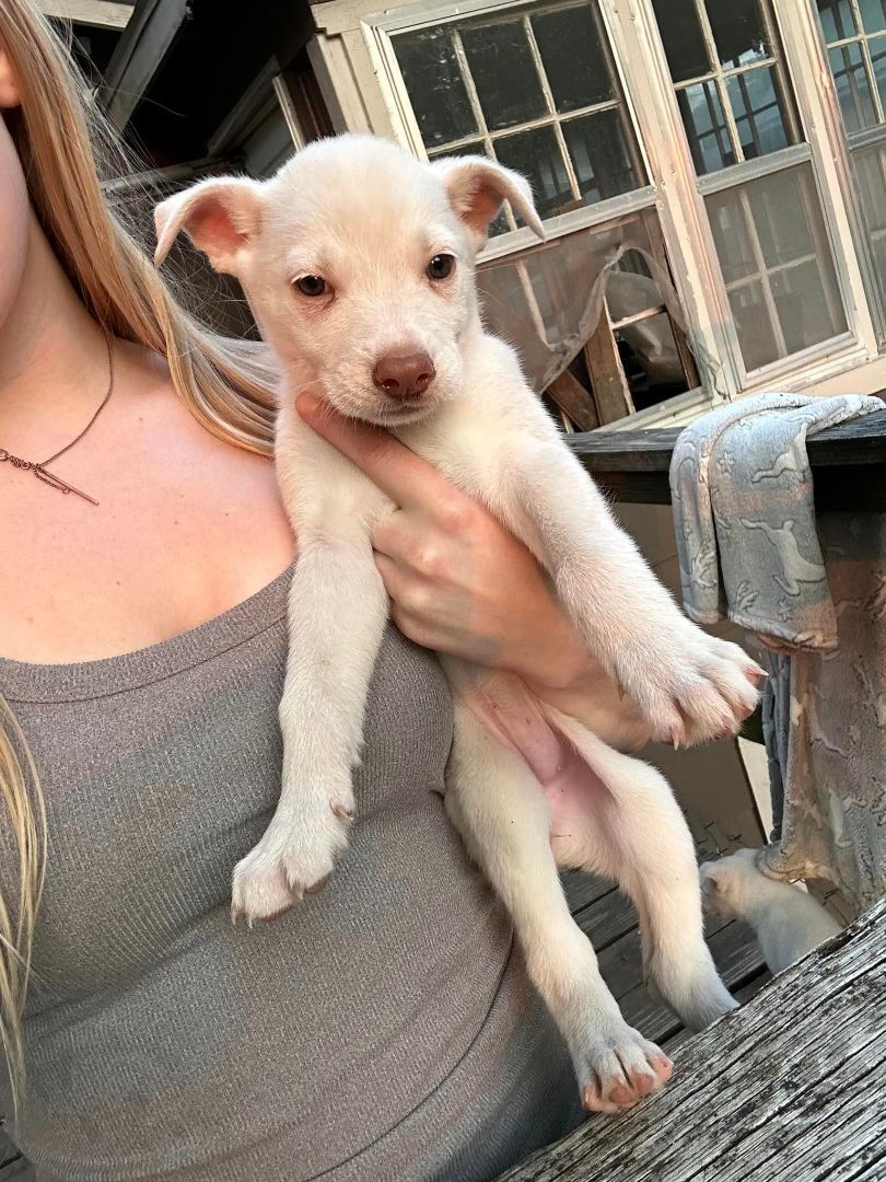 Enlarge Ivy, a Adopted mixed breed in Lexington, MO image 3/3