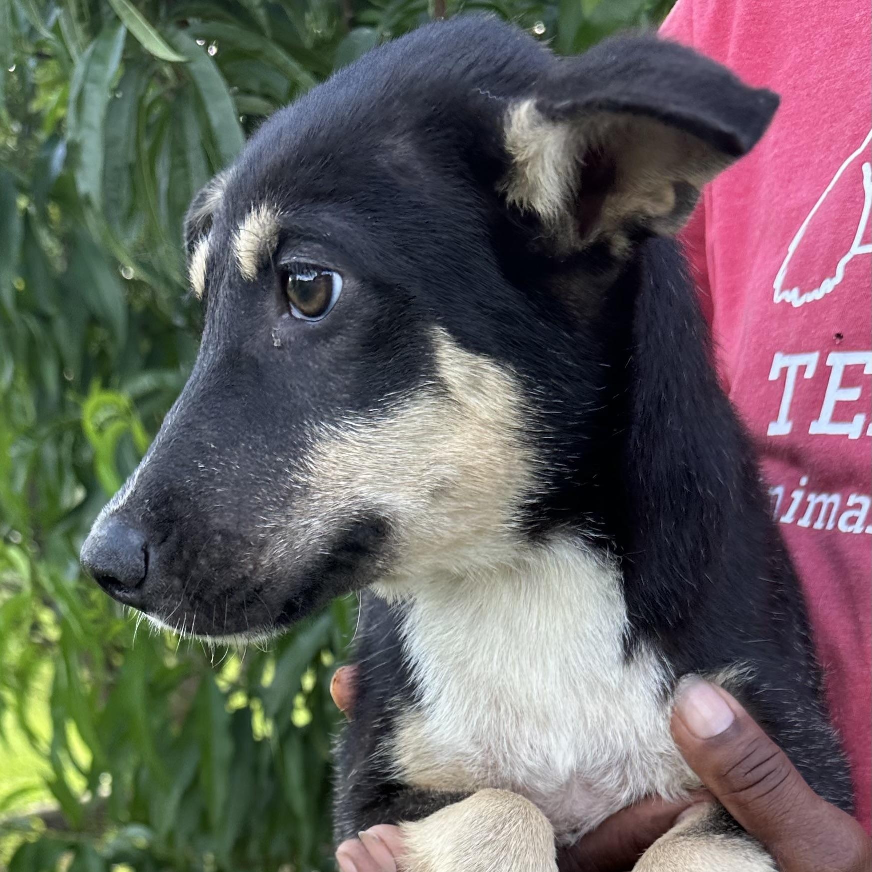 Rowdy - Local August 28-30, adoptable, Puppy Male German Shepherd Dog.