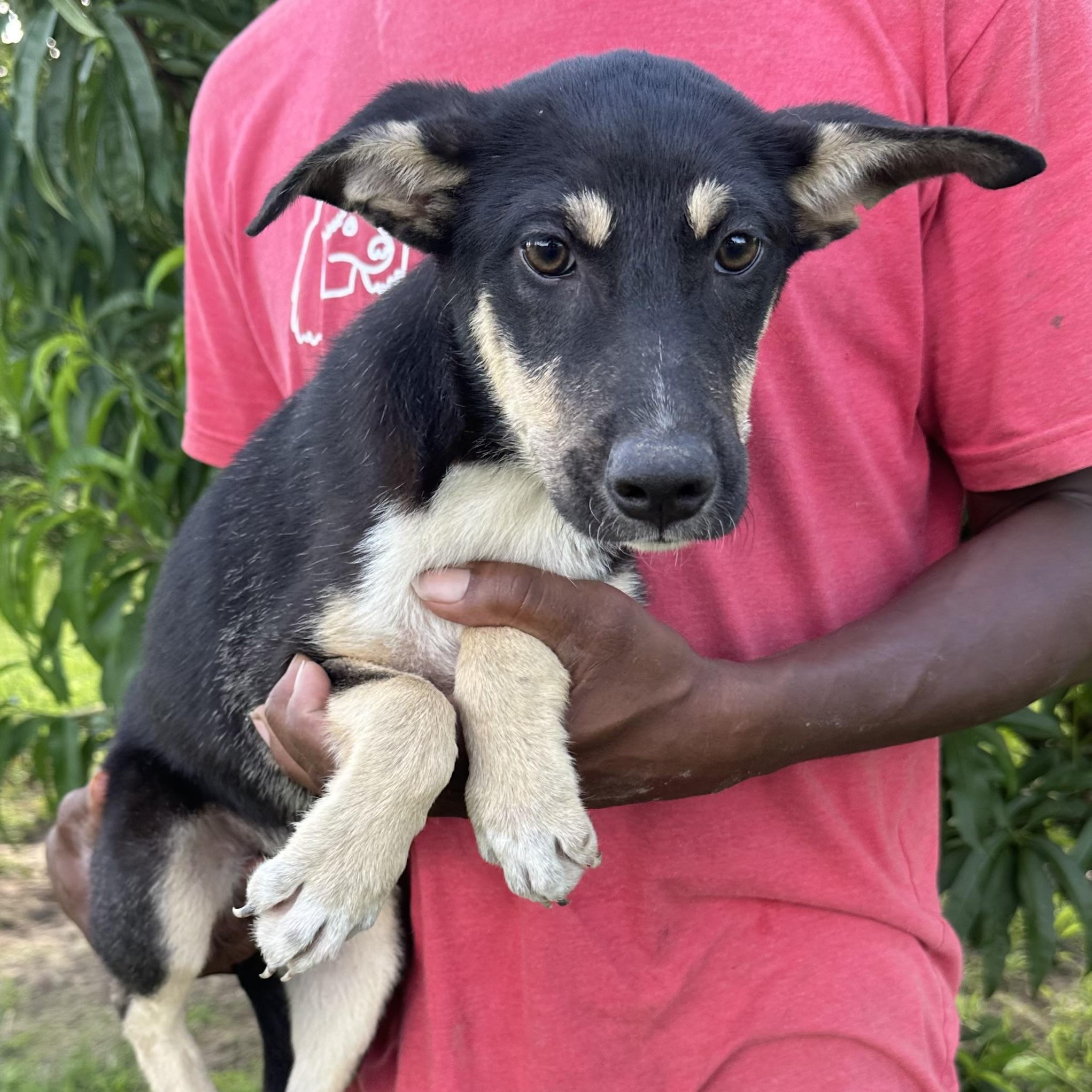 Rowdy - Local August 28-30, an adoptable mixed breed in Hillsboro, OR image 2/6