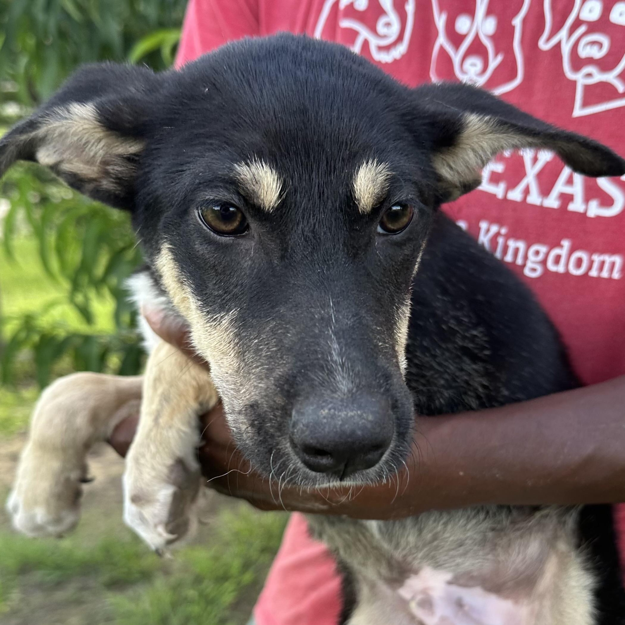 Rowdy - Local August 28-30, an adoptable mixed breed in Hillsboro, OR image 3/6