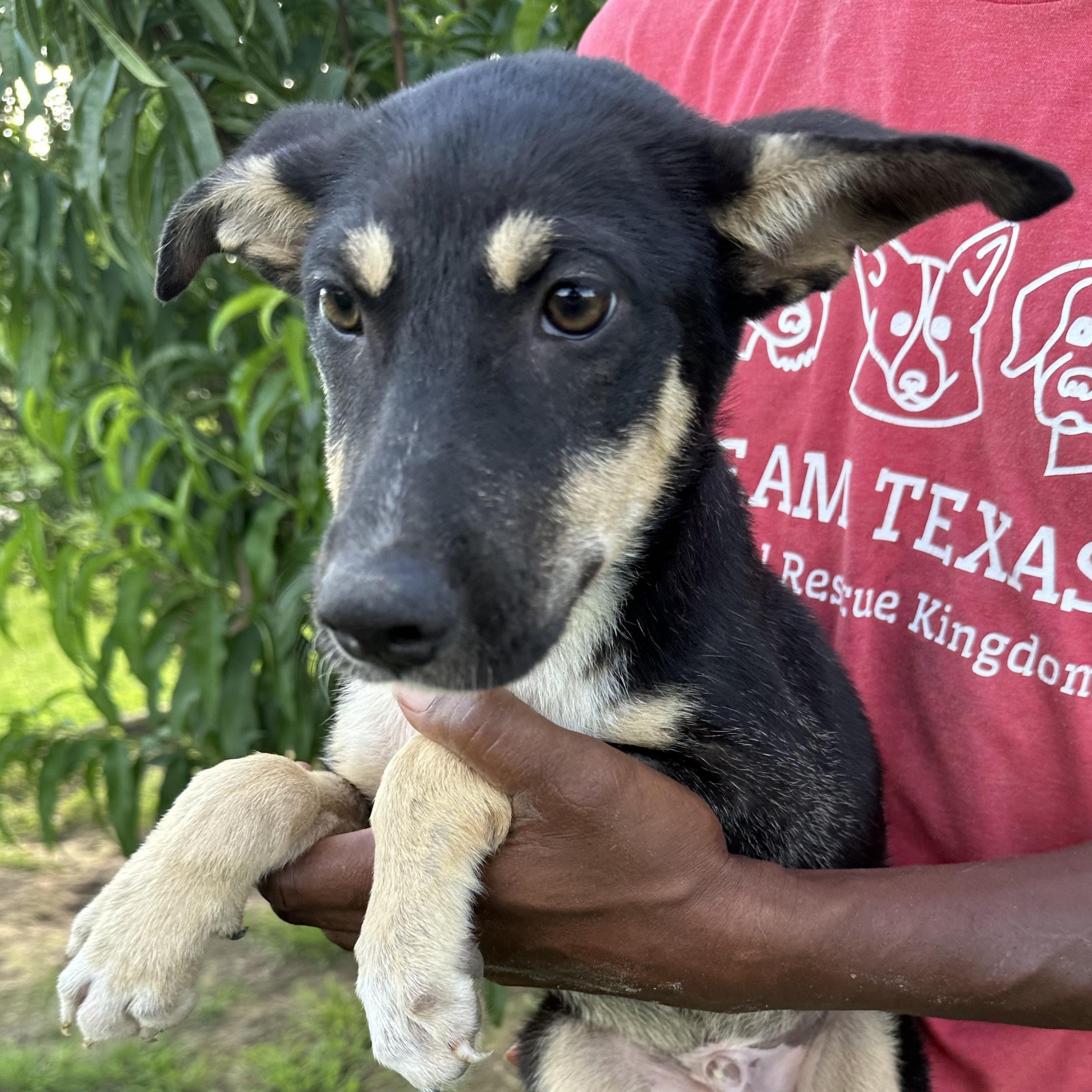 Rowdy - Local August 28-30, an adoptable mixed breed in Hillsboro, OR image 4/6