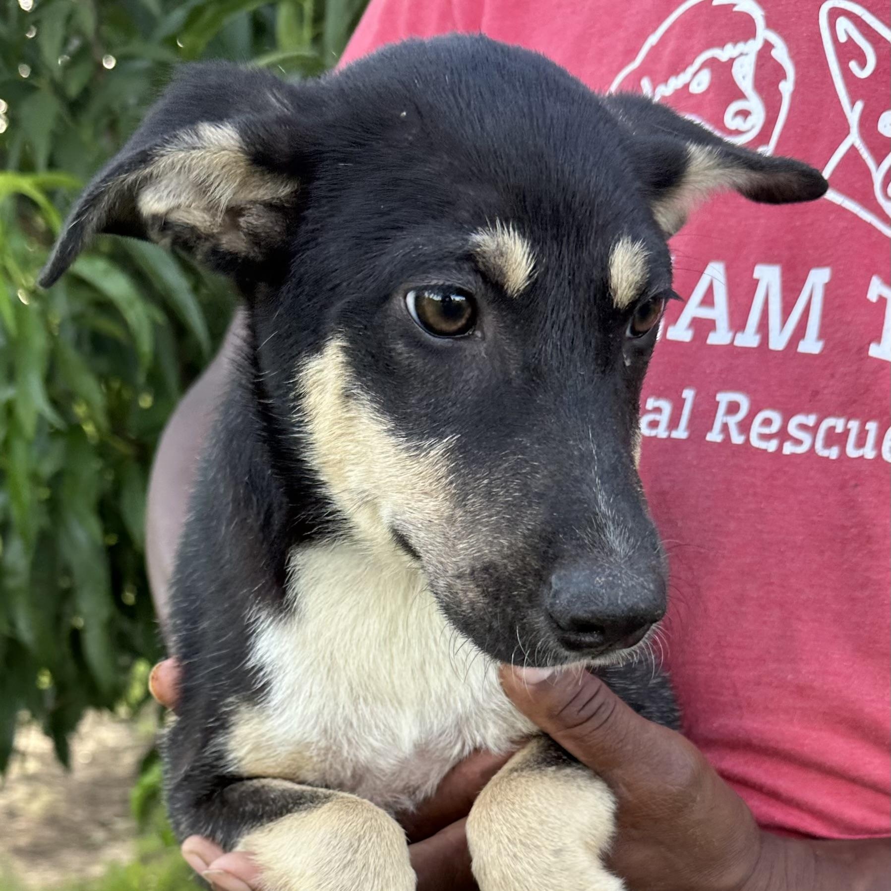 Rowdy - Local August 28-30, an adoptable mixed breed in Hillsboro, OR image 5/6