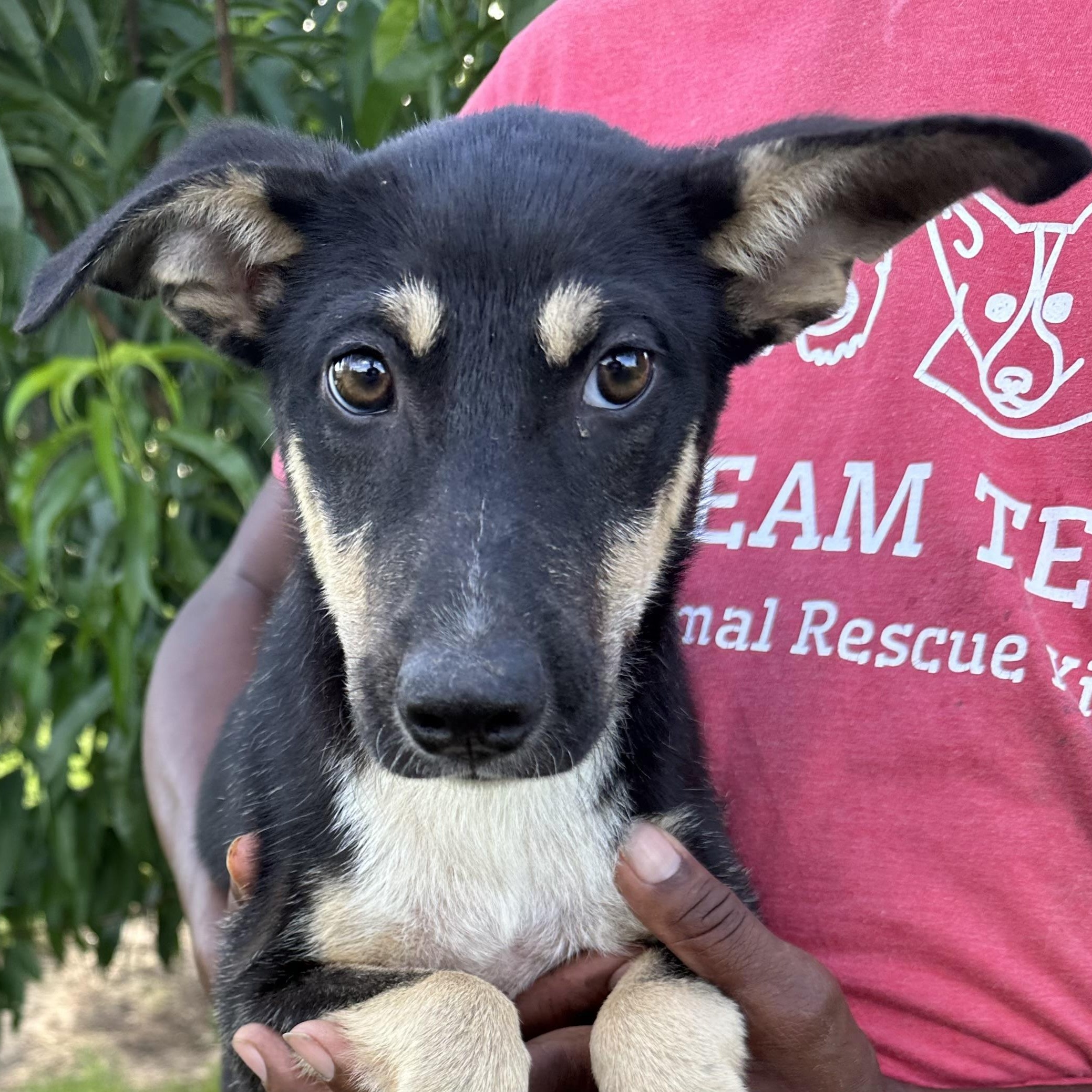 Rowdy - Local August 28-30, an adoptable mixed breed in Hillsboro, OR image 6/6