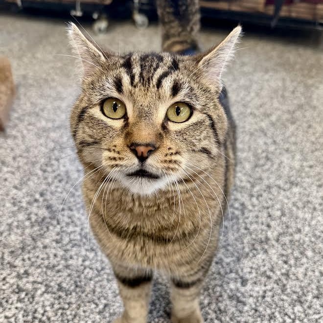 Enlarge Leo, a ADOPTABLE American Shorthair in Jackson, CA image 1/1