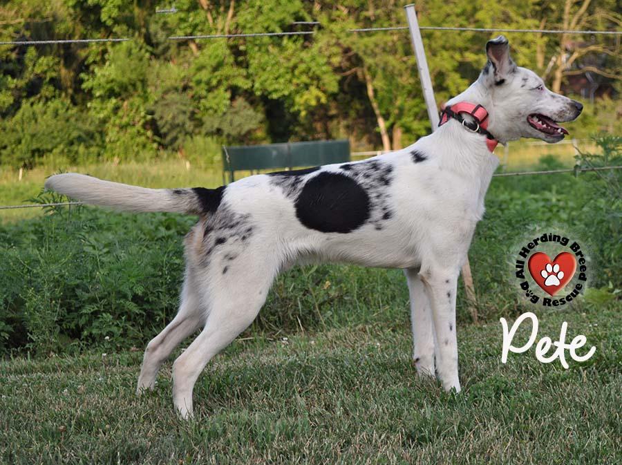 Pete photo 5