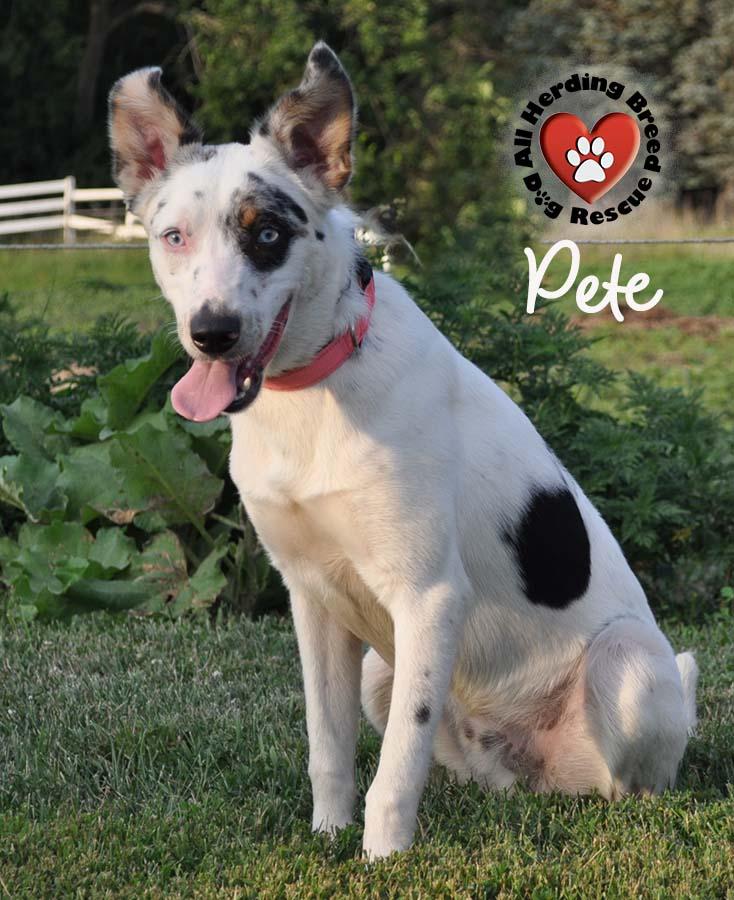 Pete photo 2