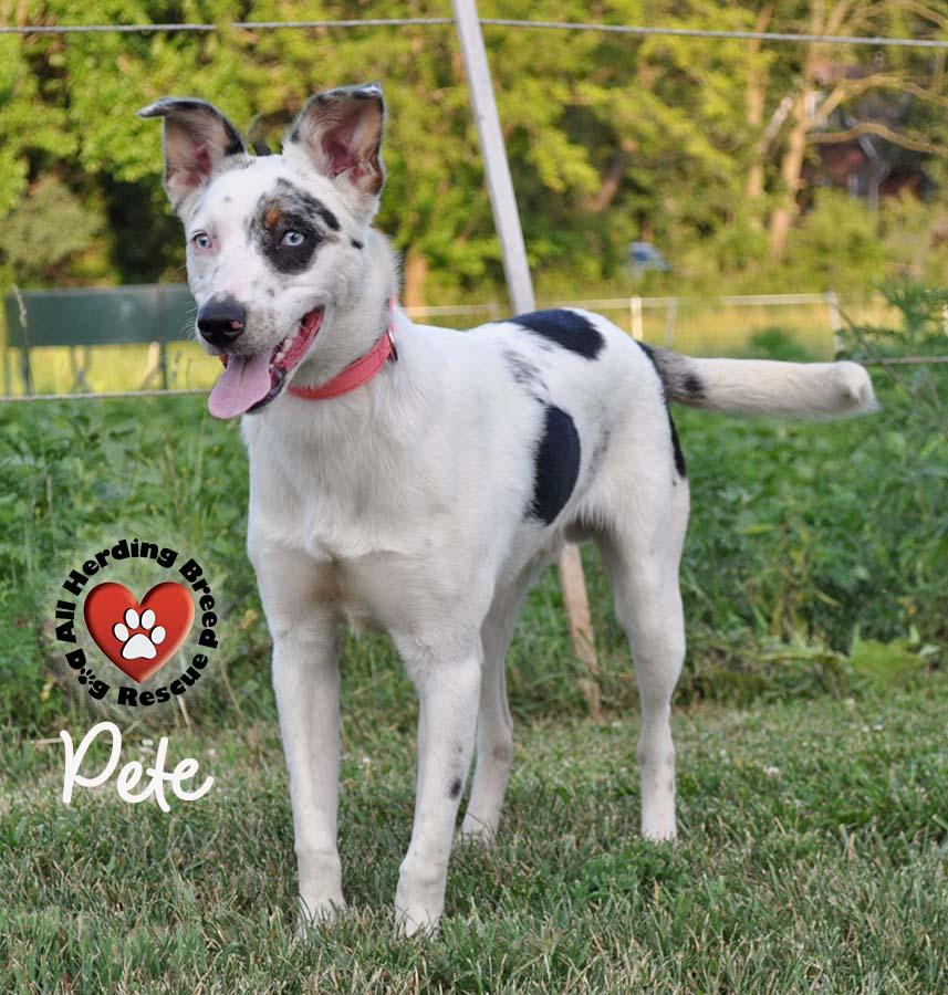 Pete