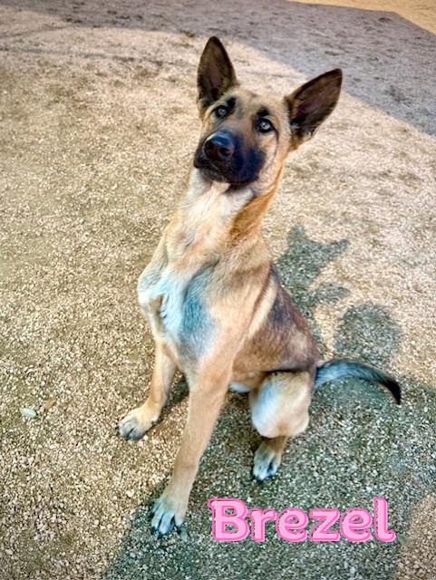 Enlarge Brezel, an adopted Belgian Shepherd / Malinois in Comfort, TX image 1/1
