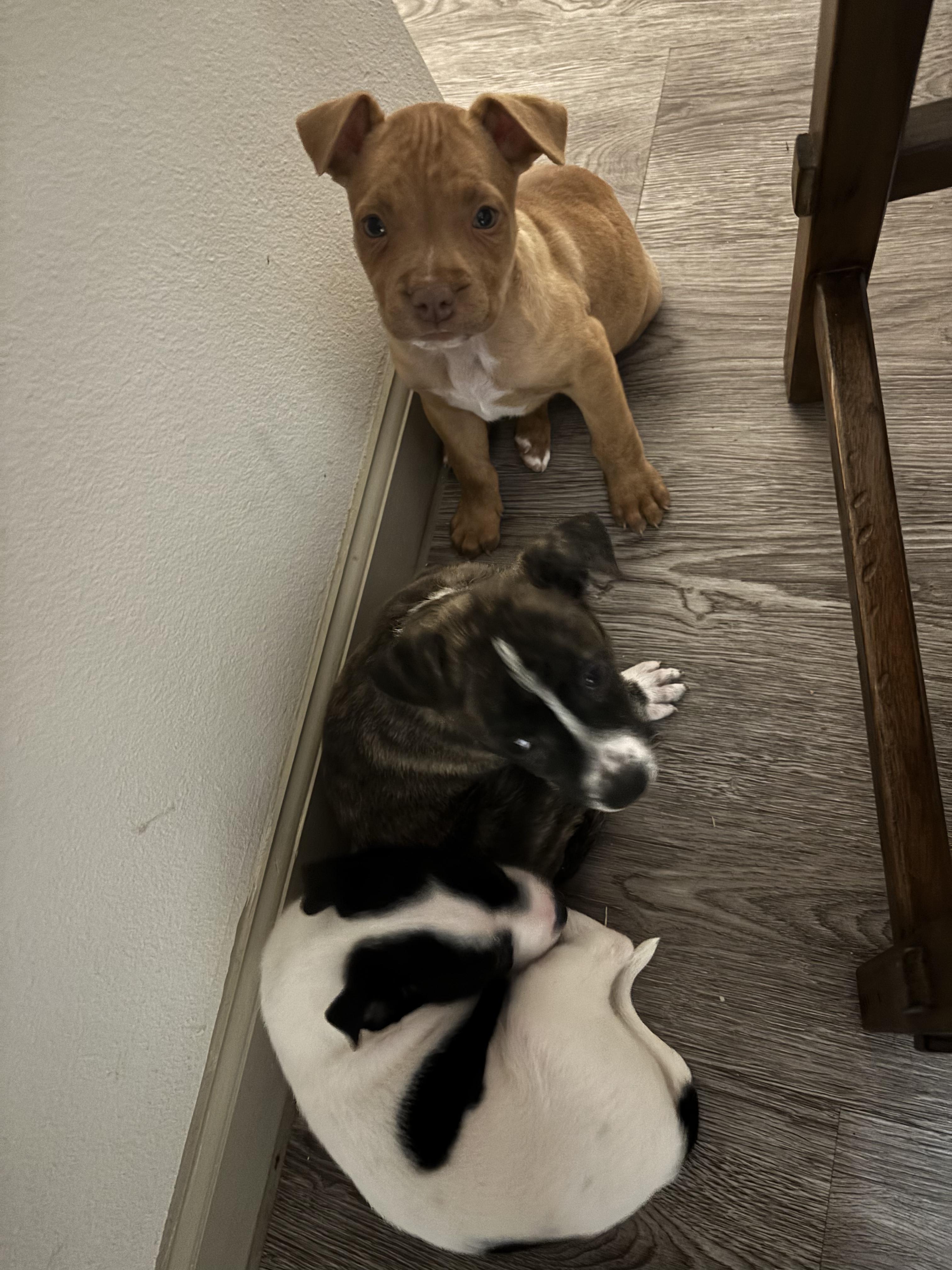 Thelma Louise thumbnail 4