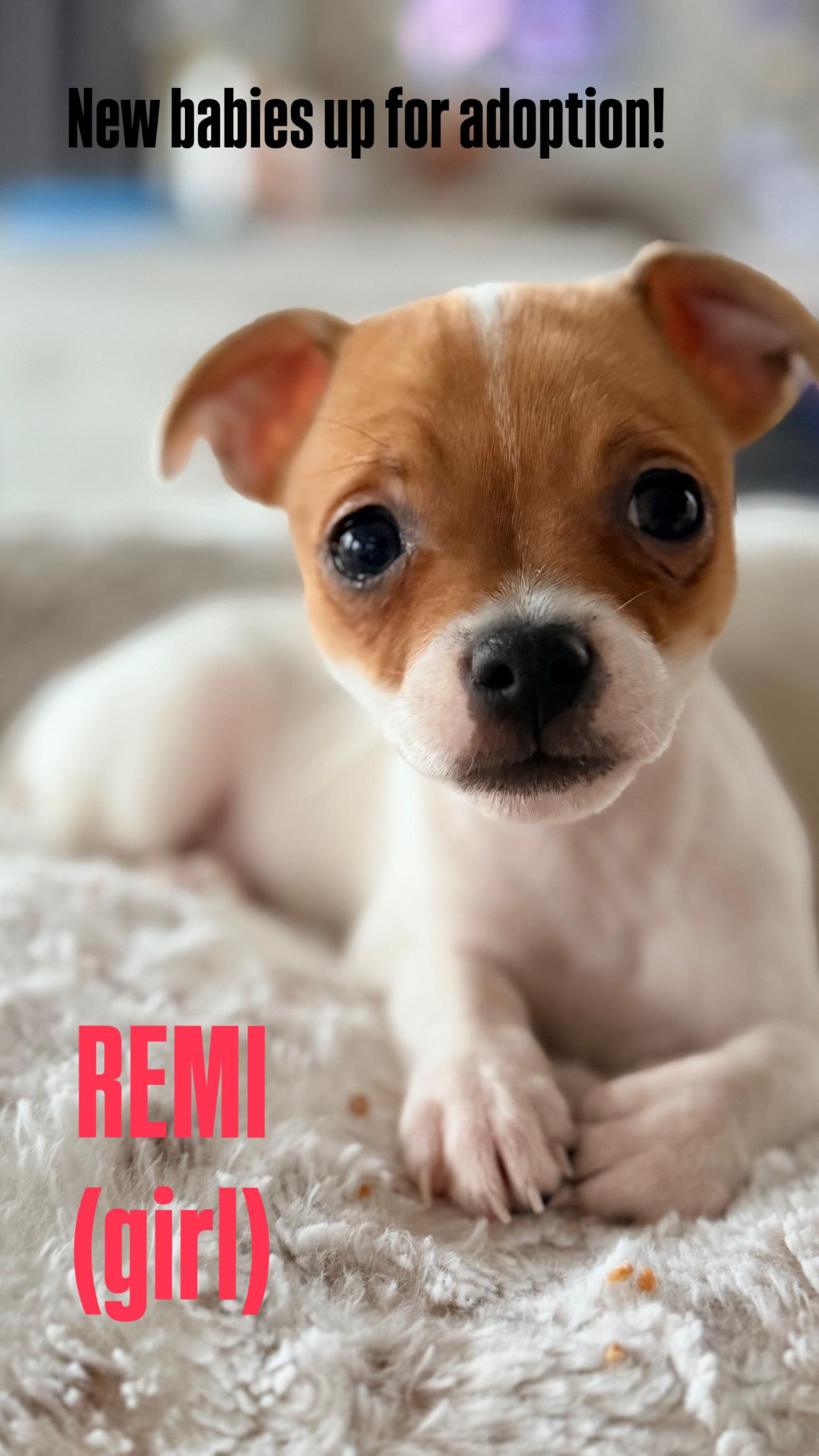 Enlarge Remi, an adopted mixed breed in Kirkland , WA image 2/5
