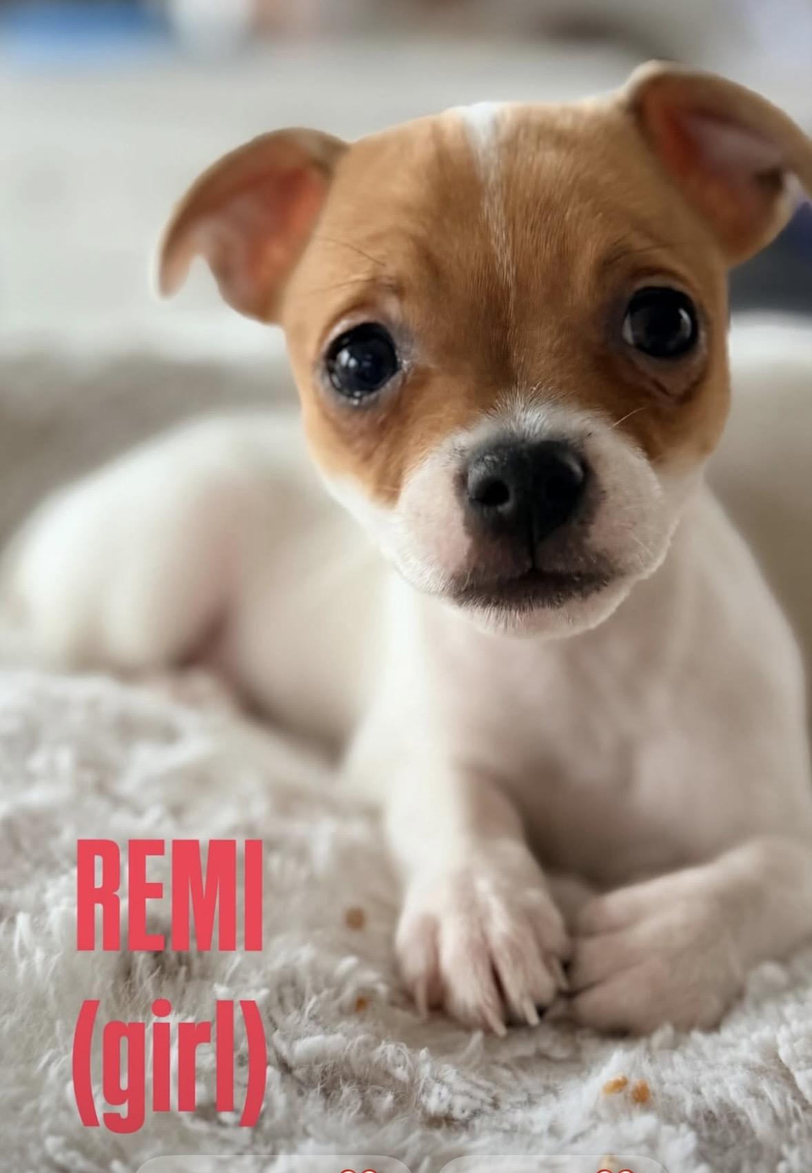Remi, adopted, Puppy Female Chihuahua & Pug.