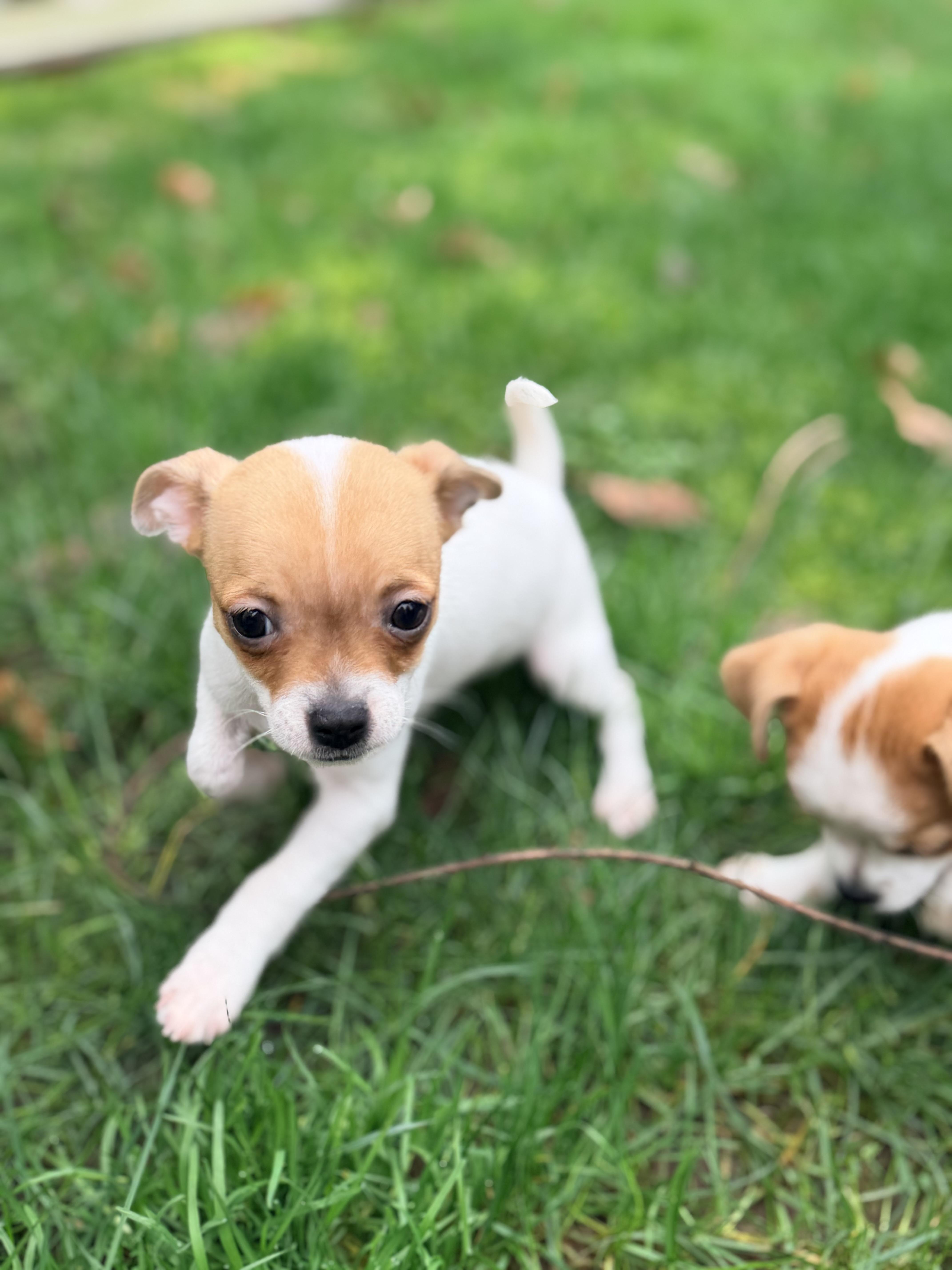 Enlarge Remi, an adopted mixed breed in Kirkland , WA image 5/5