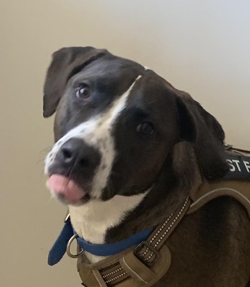 Charlie, a ADOPTABLE mixed breed in Greeley, CO image 1/2