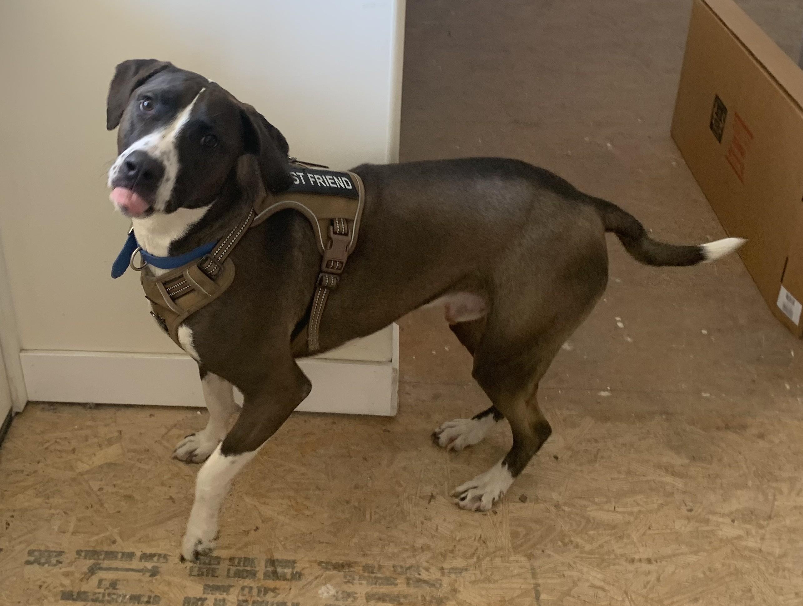 Charlie, a ADOPTABLE mixed breed in Greeley, CO image 2/2