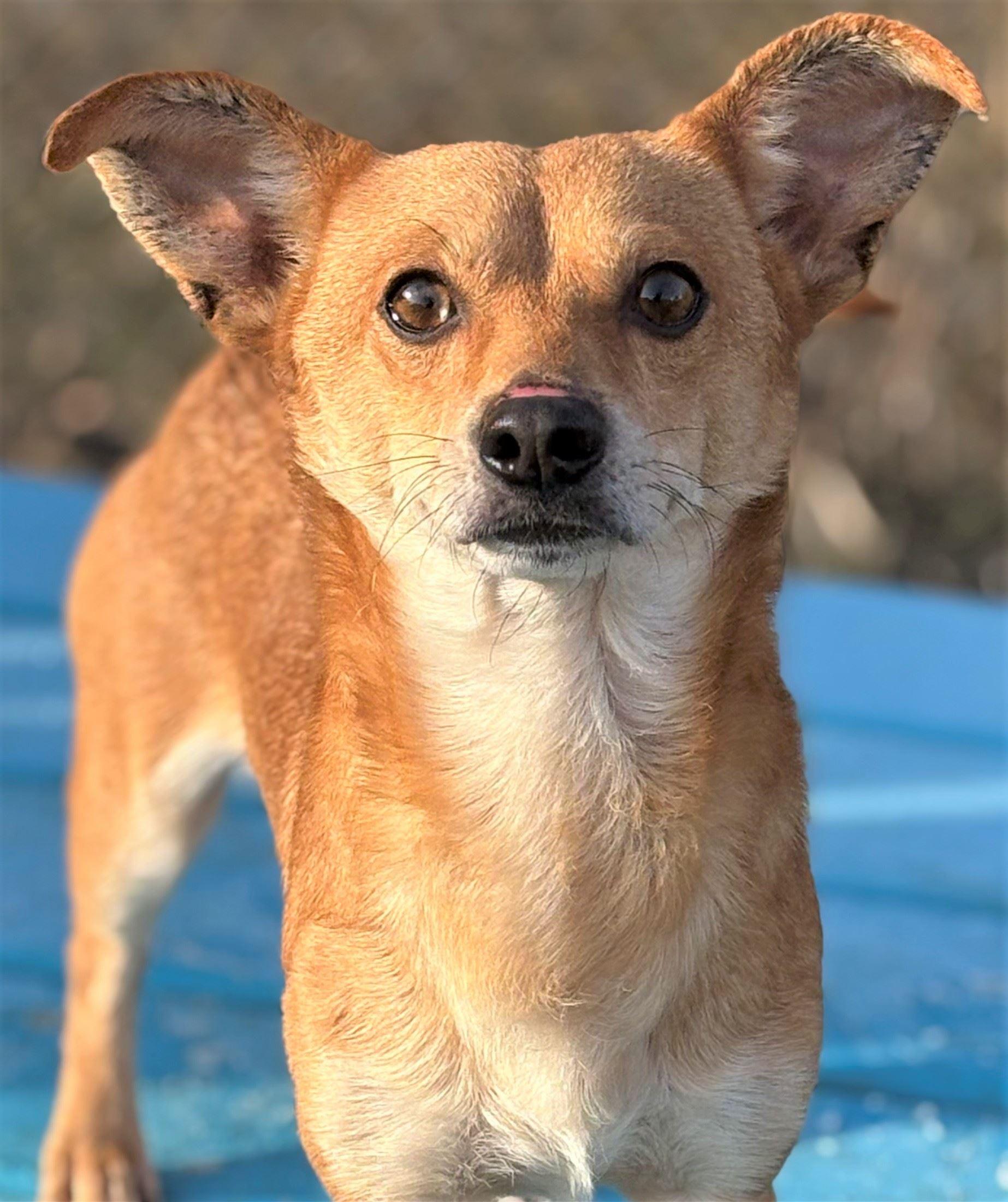 Enlarge Paco, a ADOPTABLE mixed breed in Iowa City, IA image 3/3