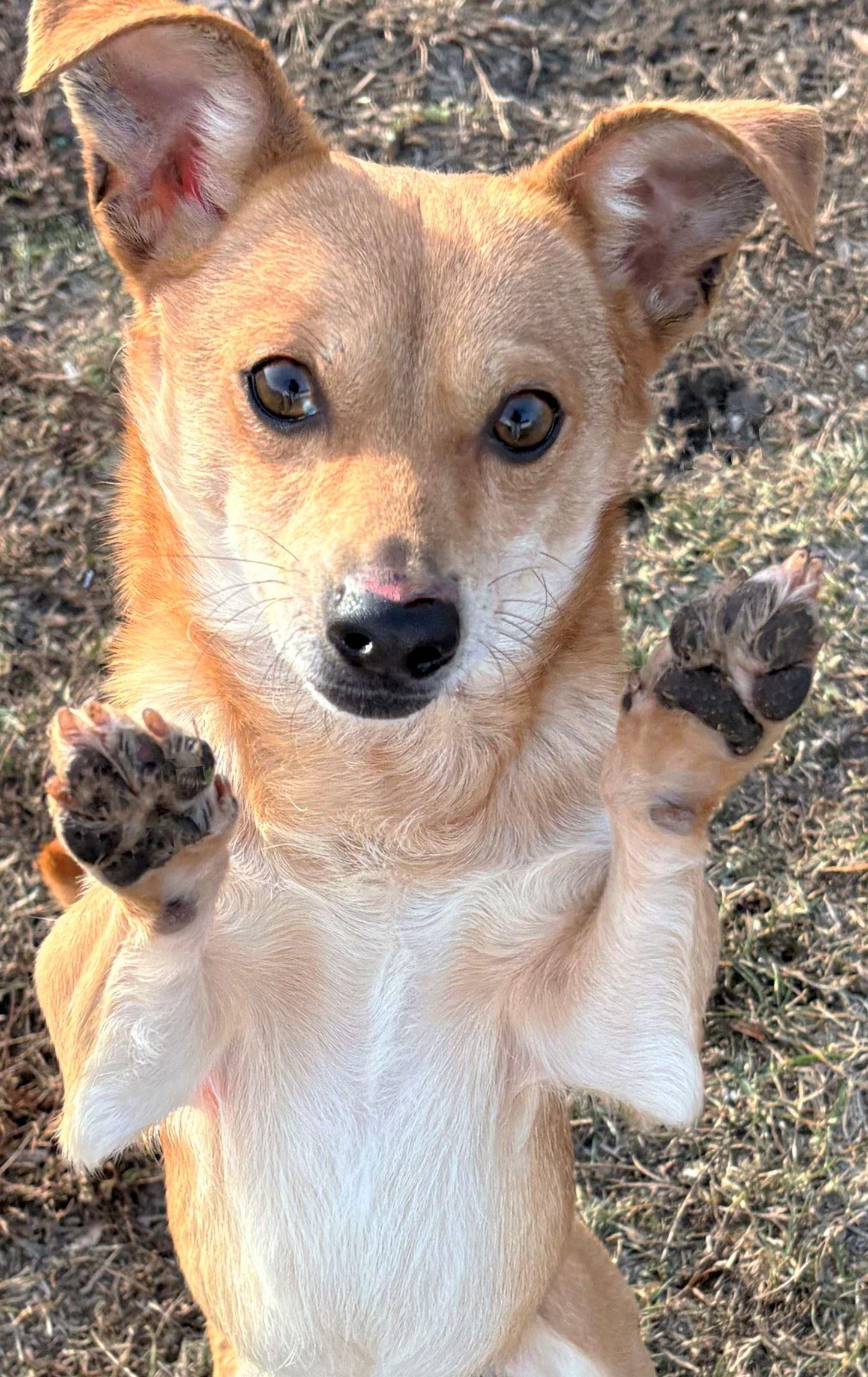 Enlarge Paco, a ADOPTABLE mixed breed in Iowa City, IA image 2/3
