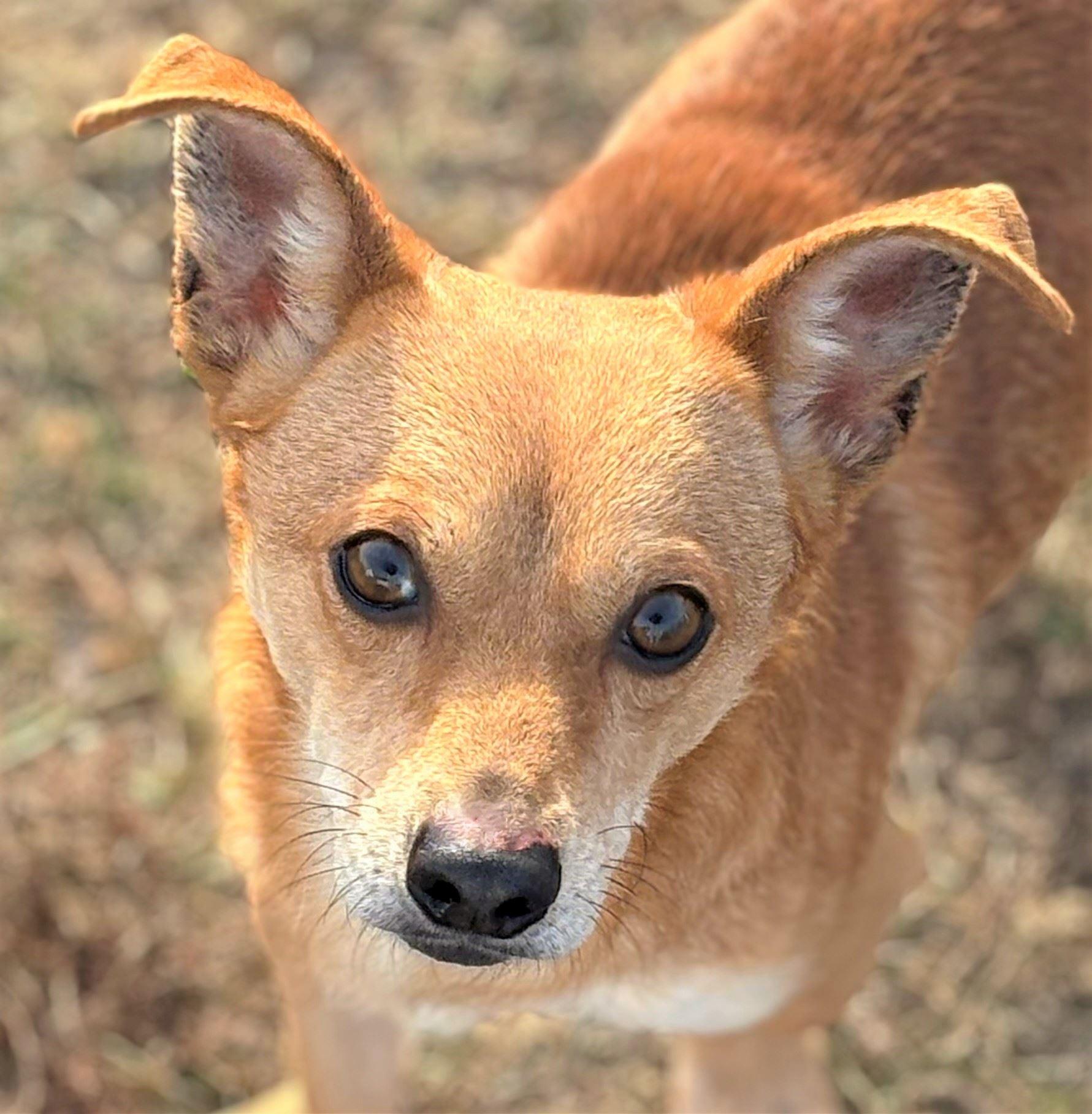 Paco, ADOPTABLE, Adult Male Chihuahua.