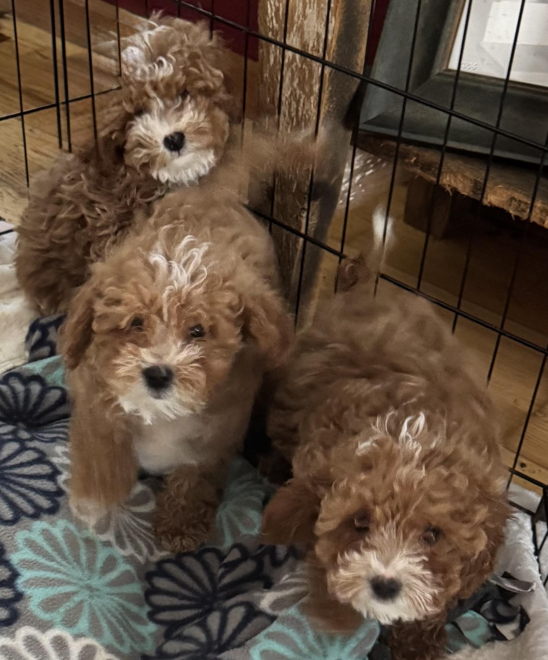 Billy and Balinda, ADOPTABLE, Puppy Male Miniature Poodle.