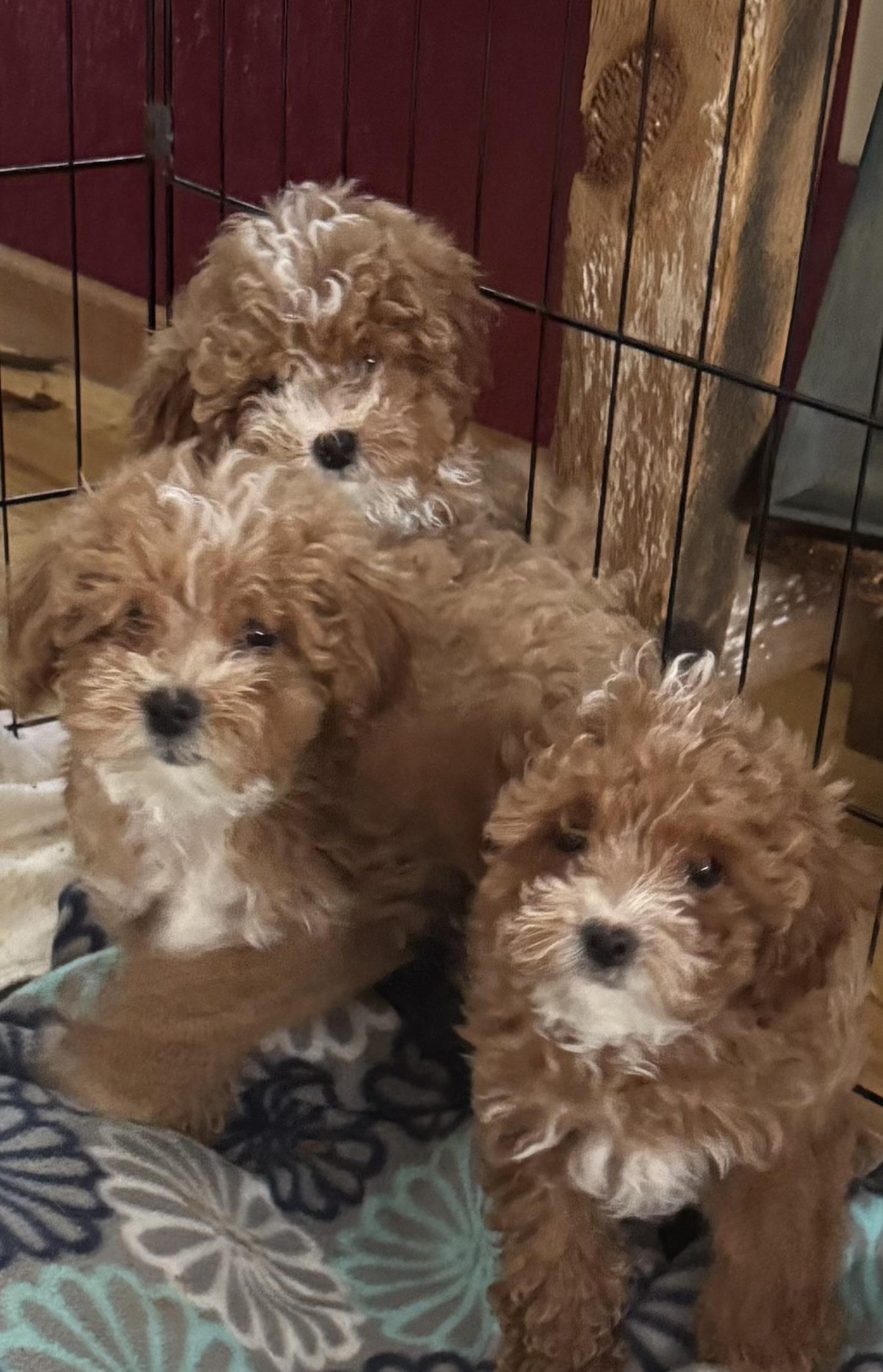 Enlarge Billy and Balinda, an adopted Miniature Poodle in Glenwood City, WI image 2/2