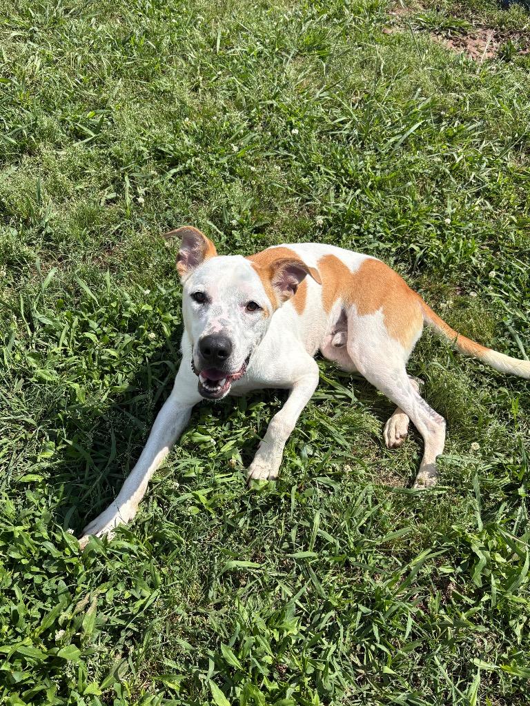 Chief, Adoptable, Young Male Mixed Breed.