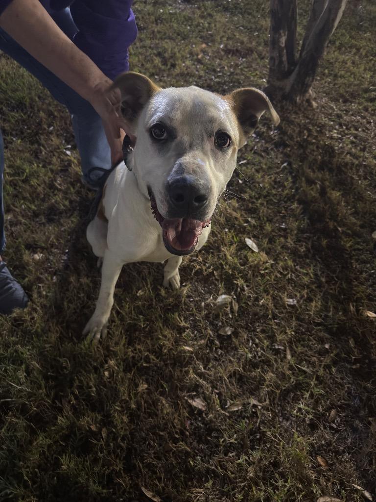 Chief, Adoptable, Young Male Mixed Breed.